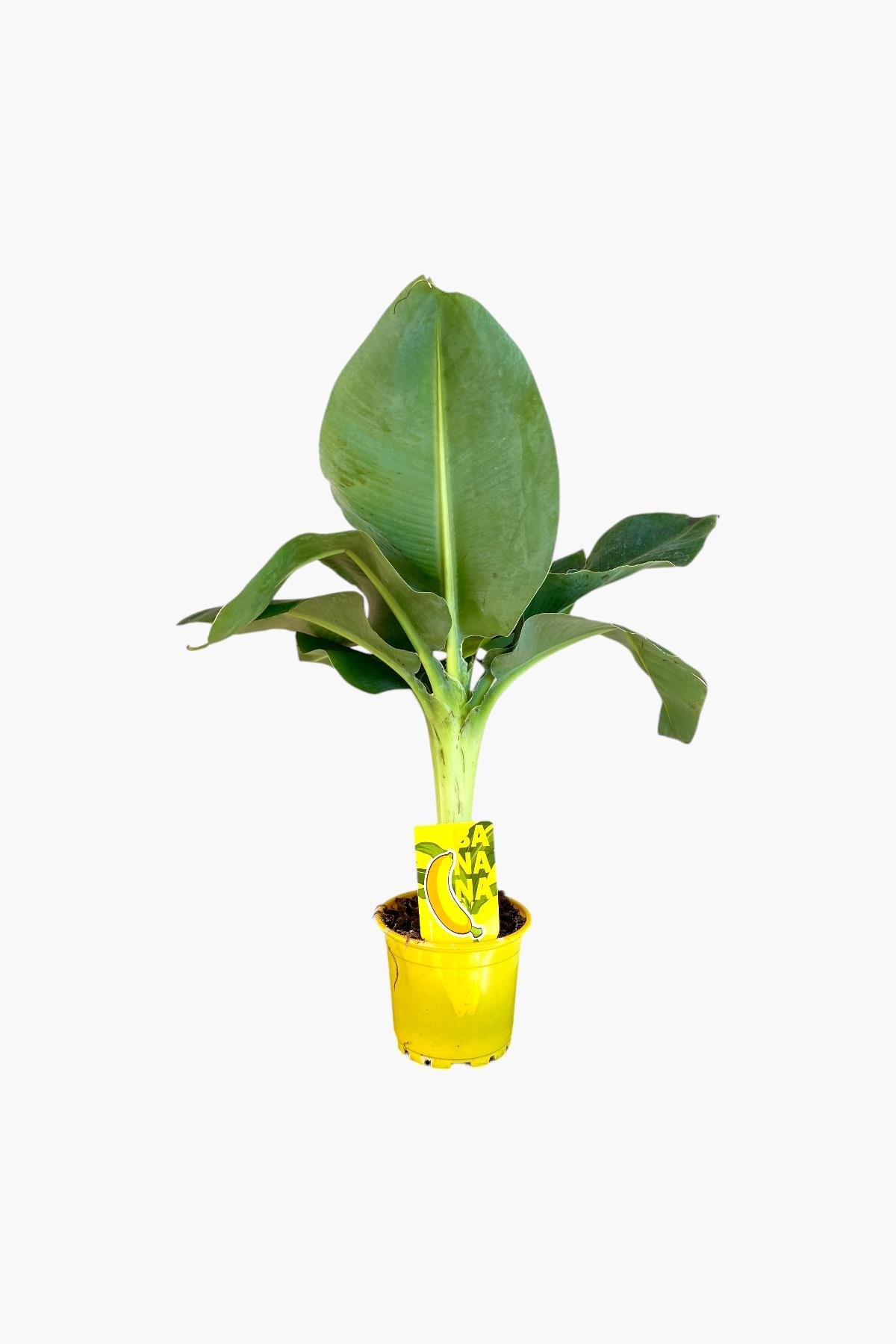 Musa Uzayan Muz Ağacı Fidanı