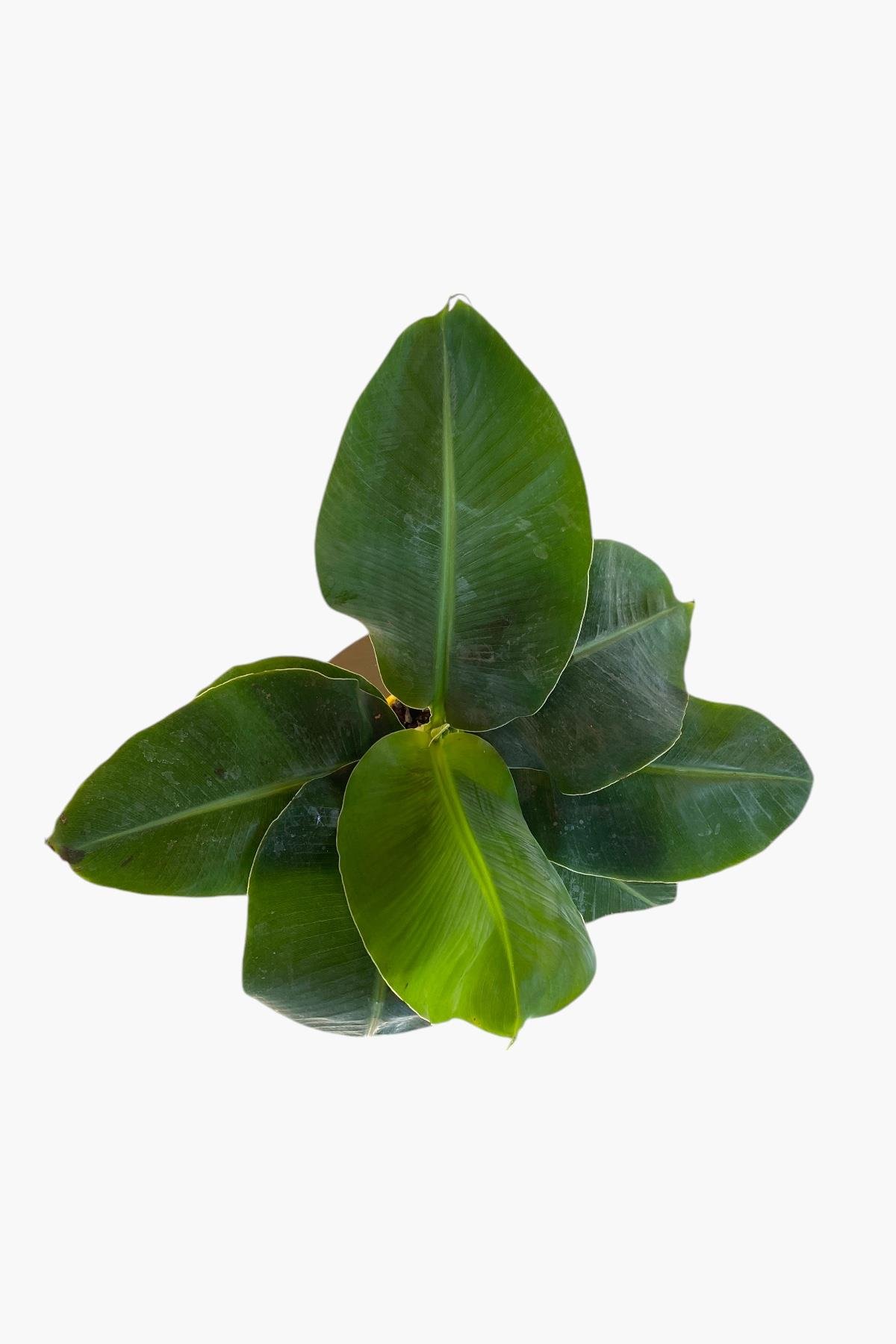 Musa Uzayan Muz Ağacı Fidanı