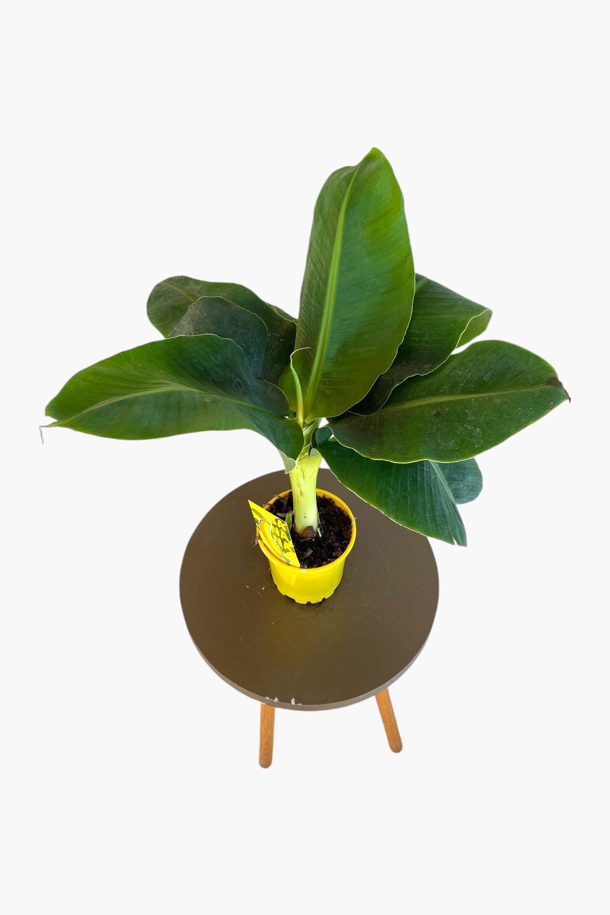 Musa Uzayan Muz Ağacı Fidanı