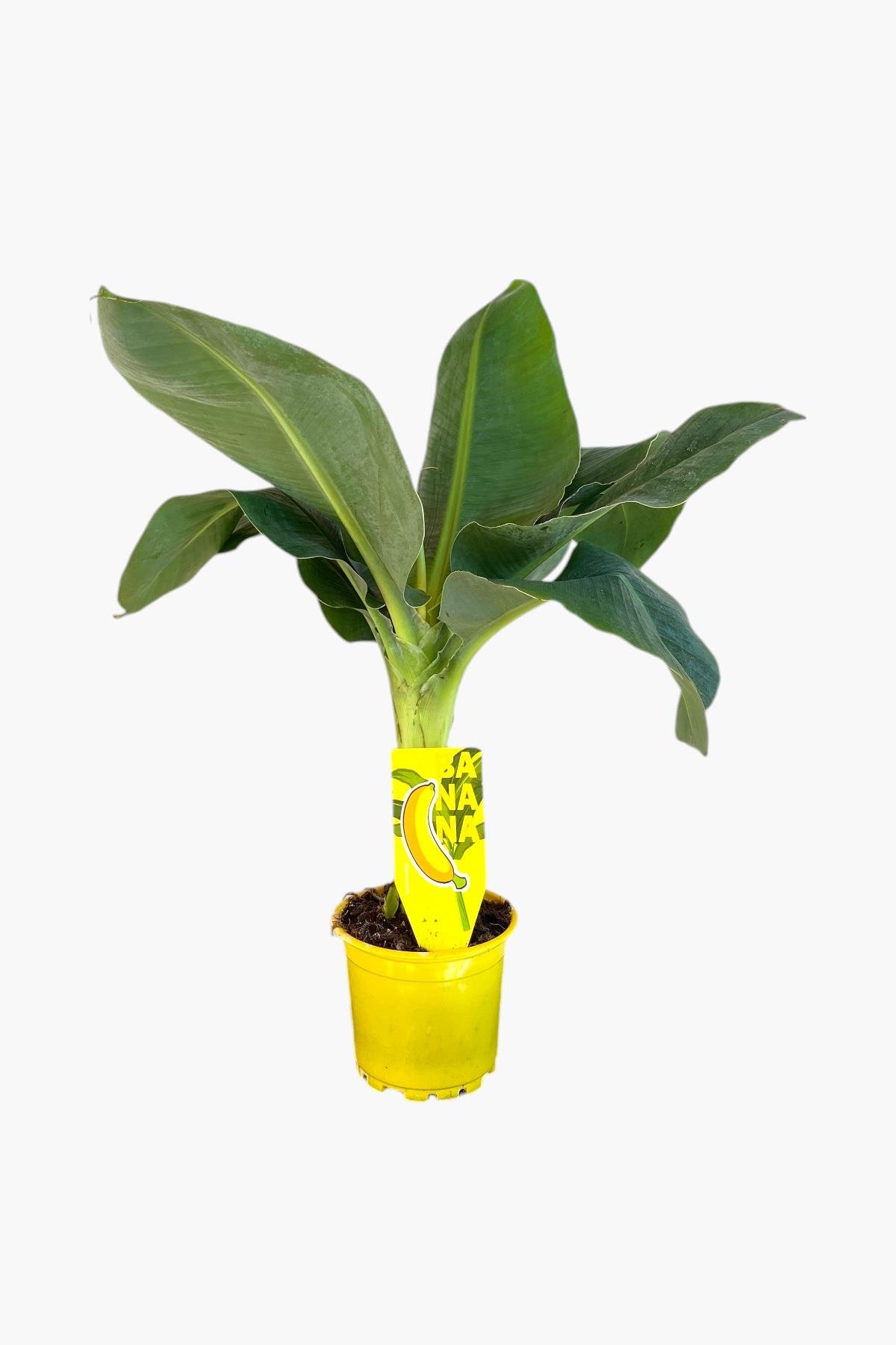 Musa Uzayan Muz Ağacı Fidanı