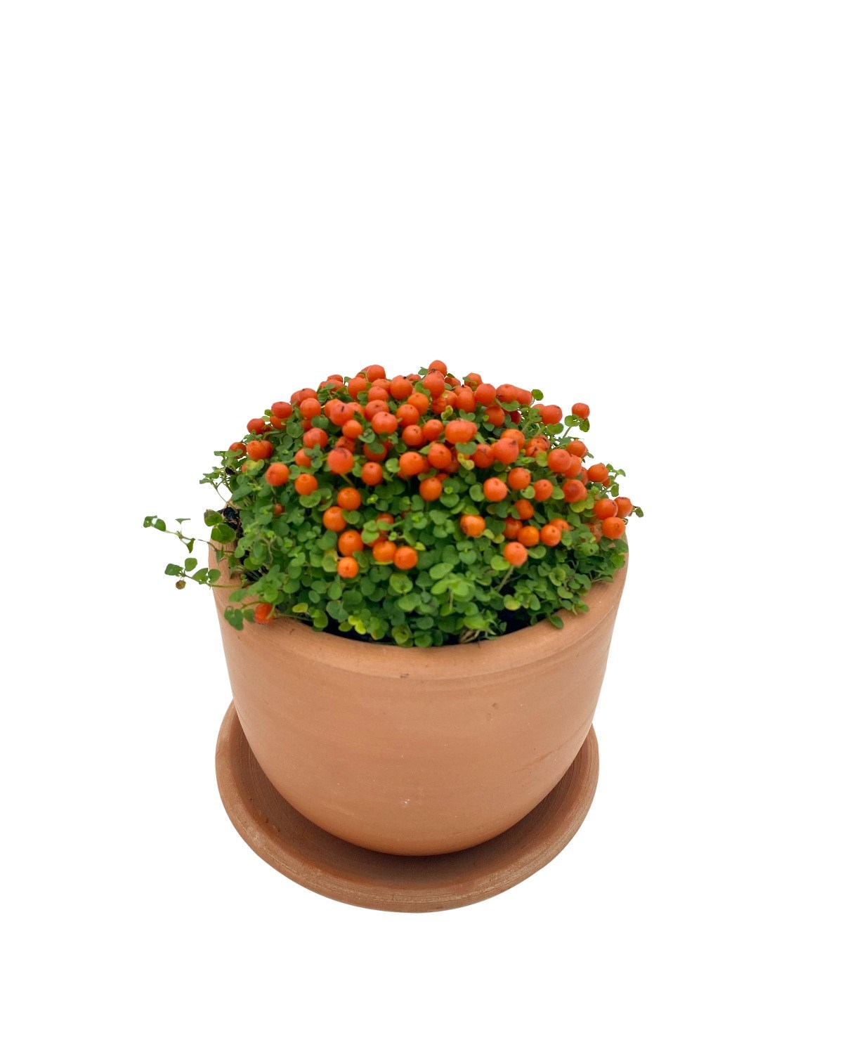 Nertera Granadensis (mercan boncuğu)