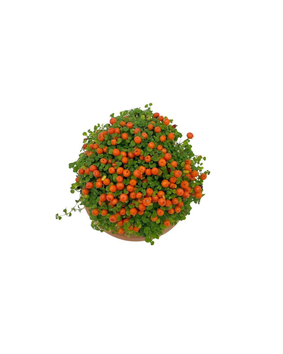 Nertera Granadensis (mercan boncuğu)