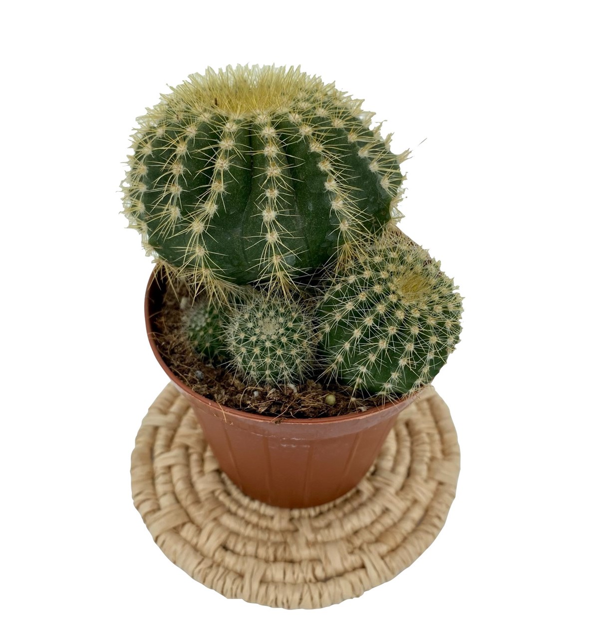 Notocactus Magnificus
