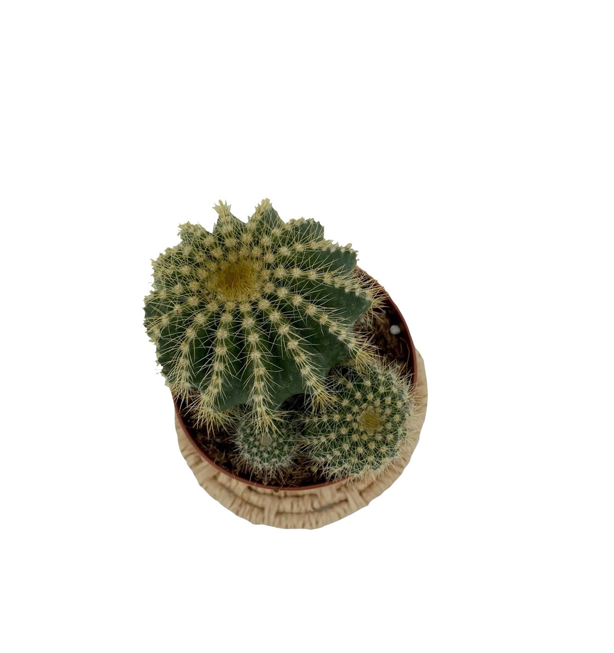 Notocactus Magnificus