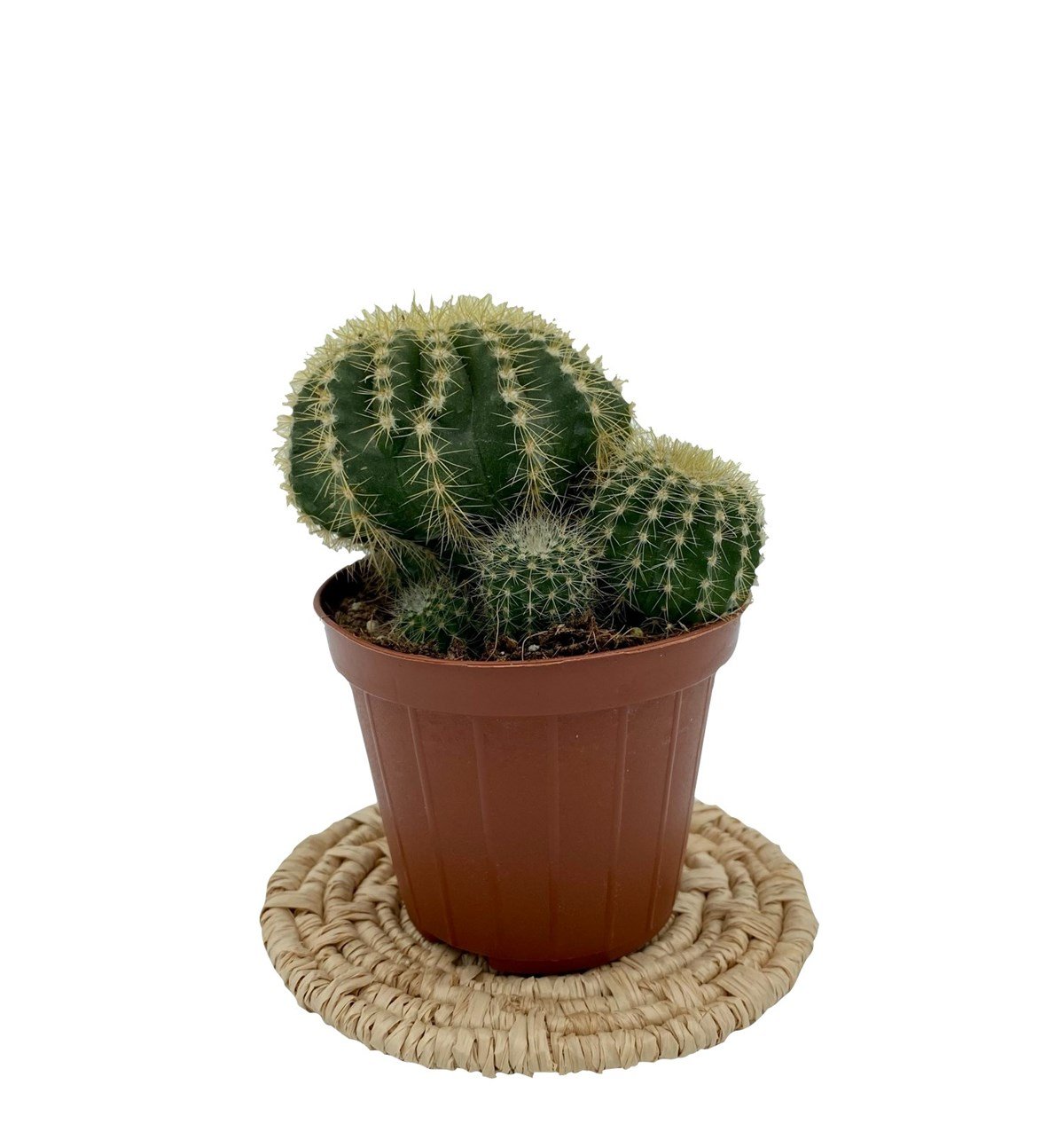 Notocactus Magnificus