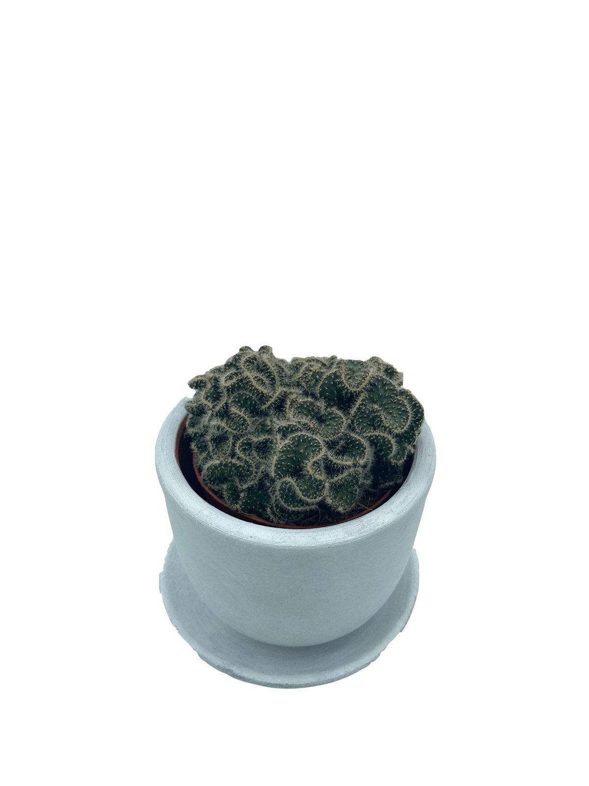 Opuntia Cylindrica Cristata