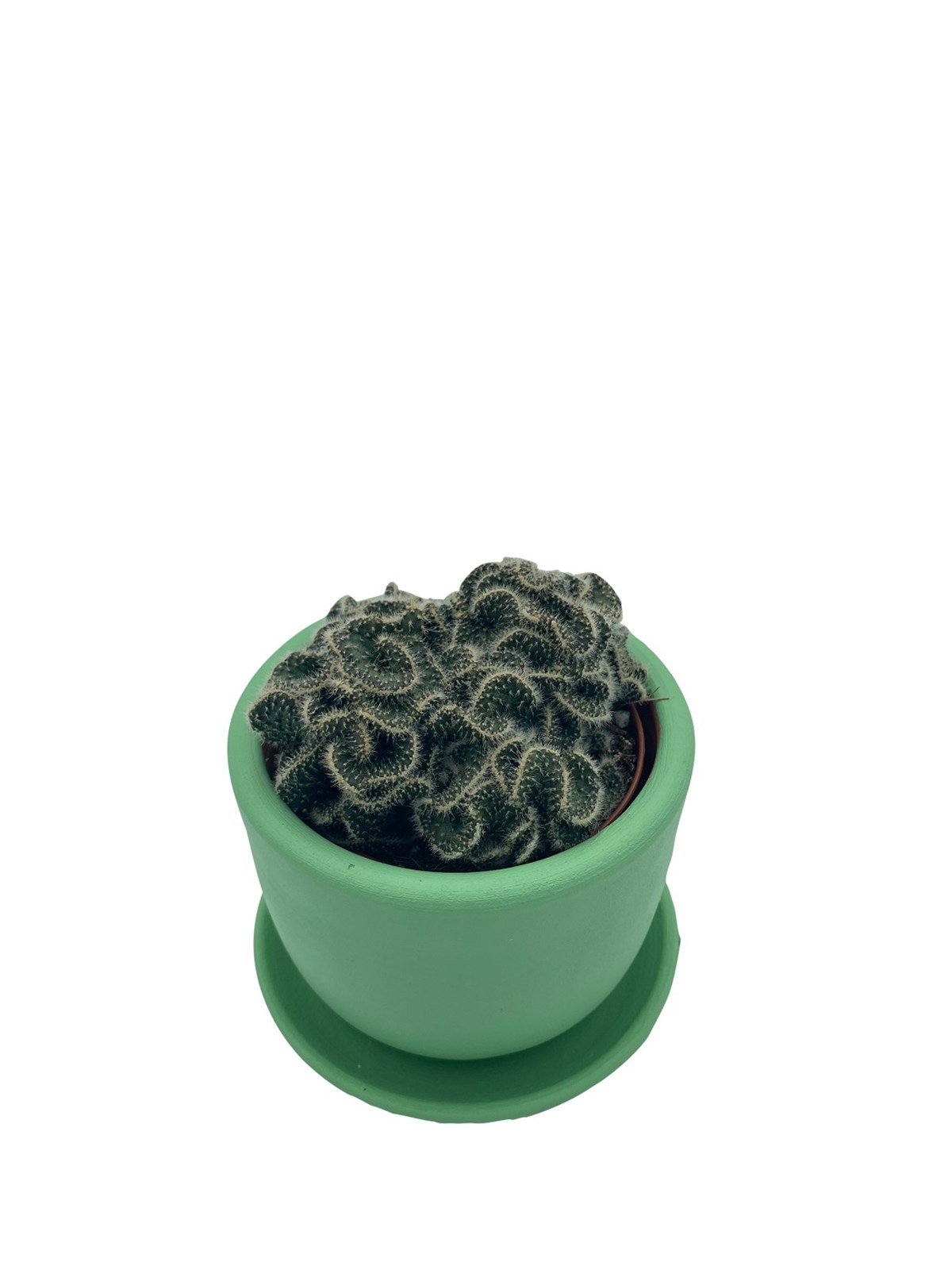 Opuntia Cylindrica Cristata