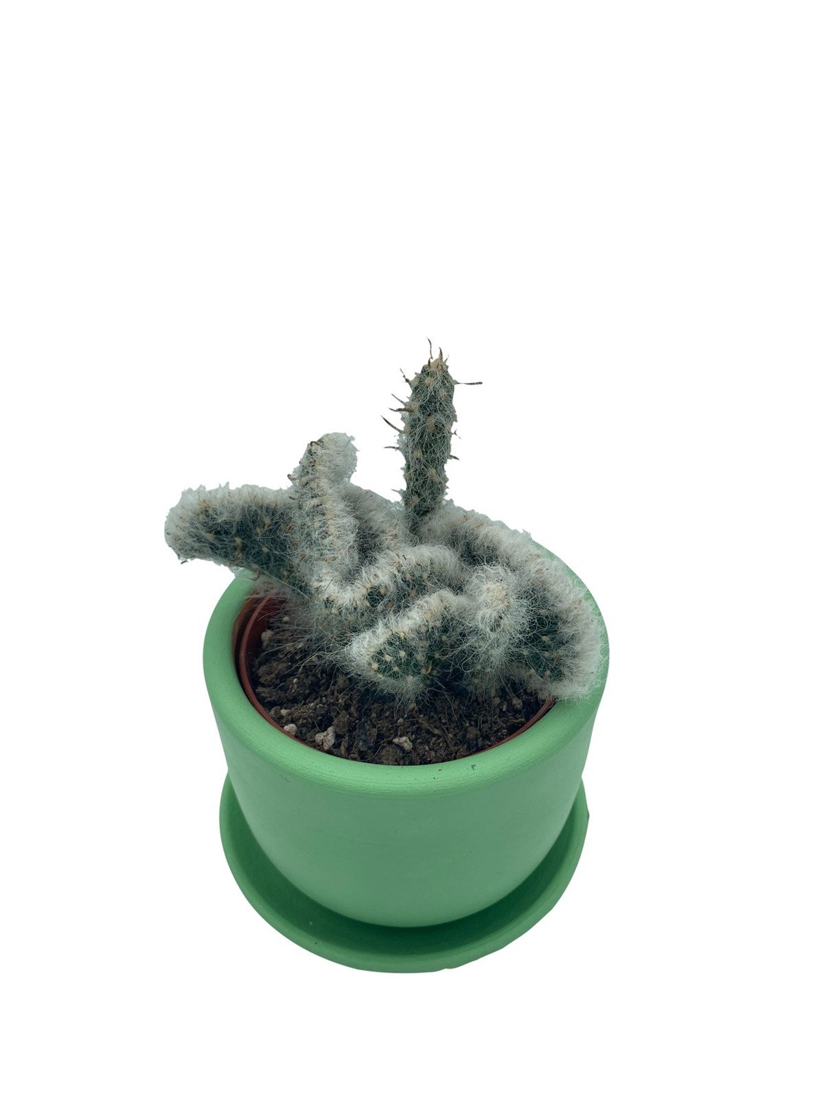 Opuntia Vestita Cristata