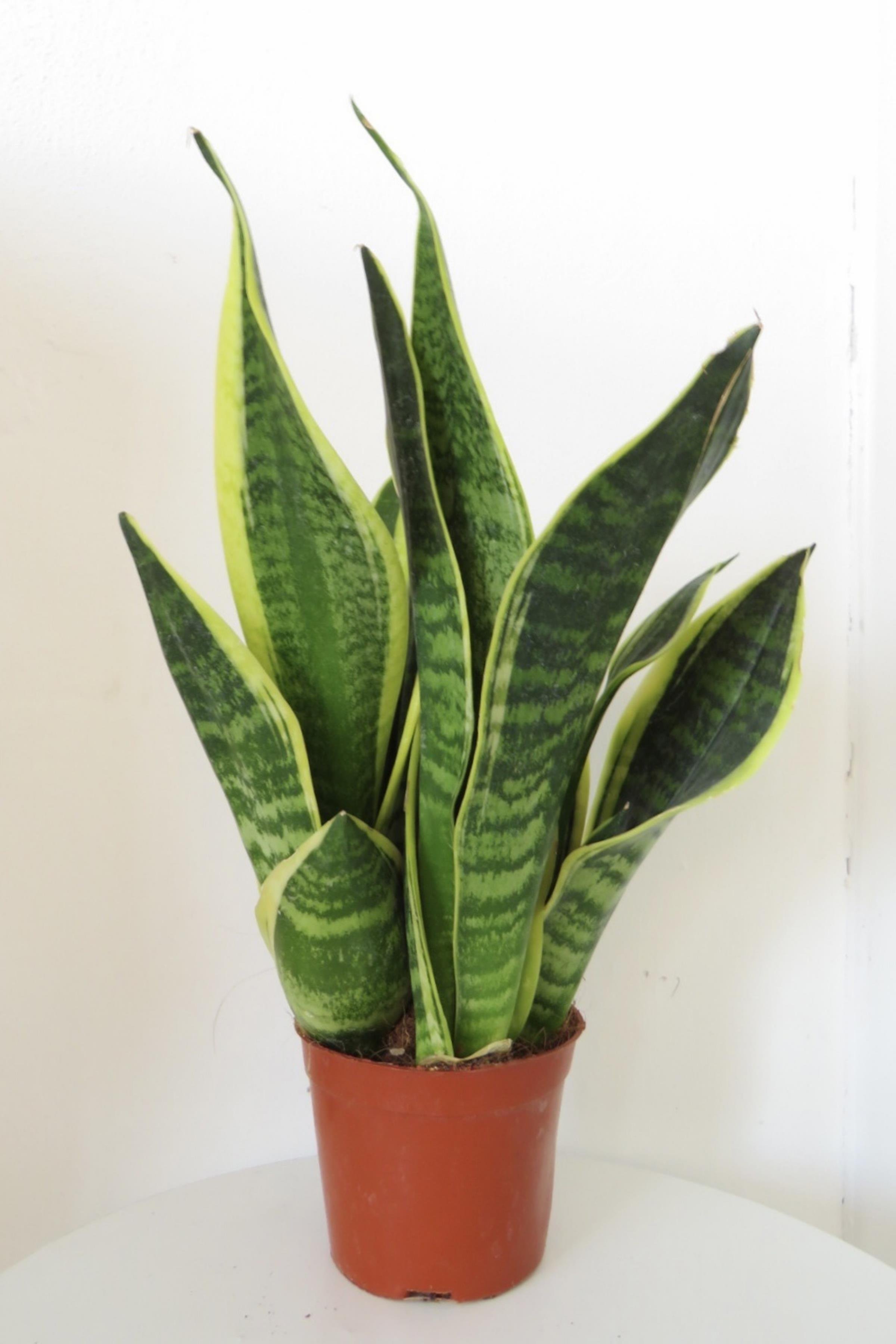 Paşa Kılıcı Sansevieria Trifasciata 50 cm