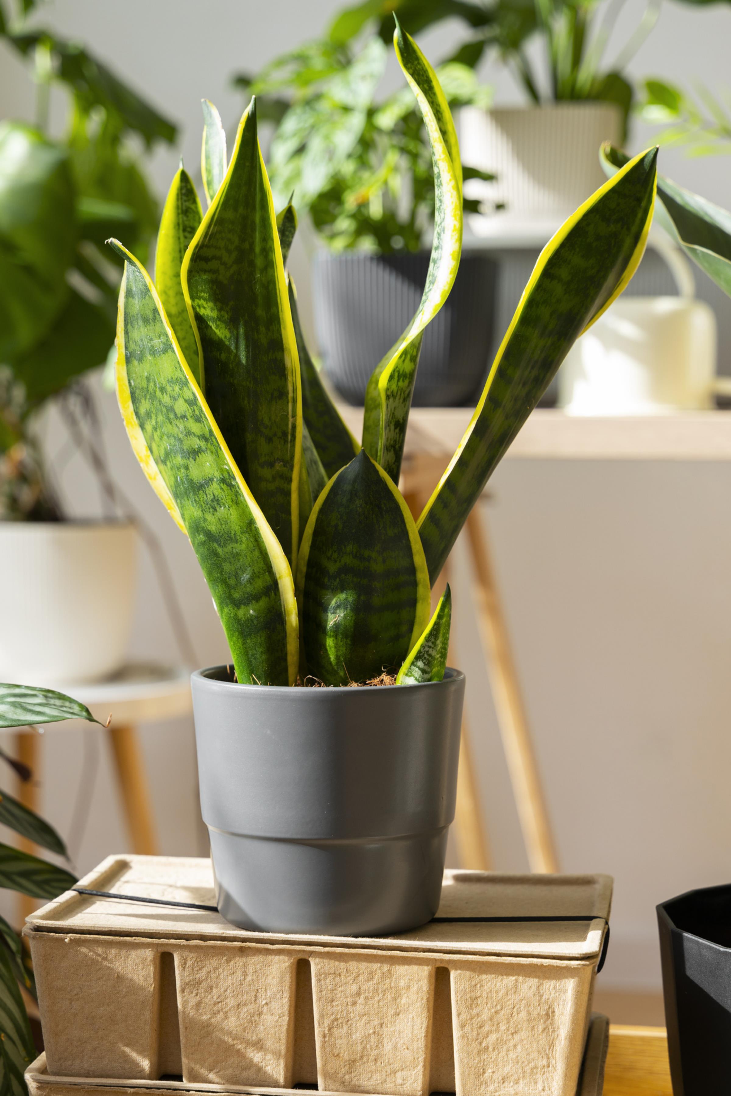 Paşa Kılıcı Sansevieria Trifasciata 50 cm