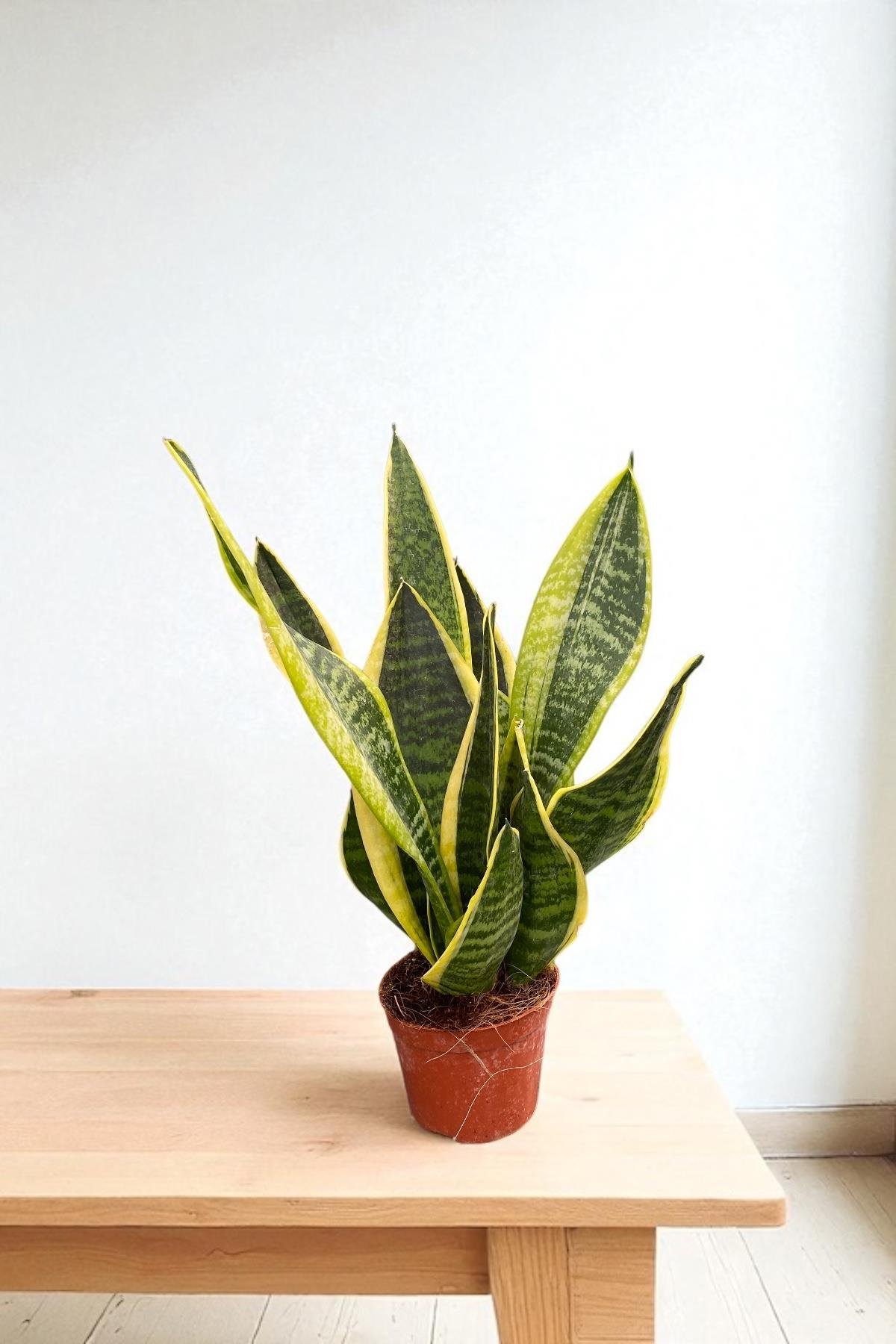 Paşa Kılıcı Sansevieria Trifasciata Bodur