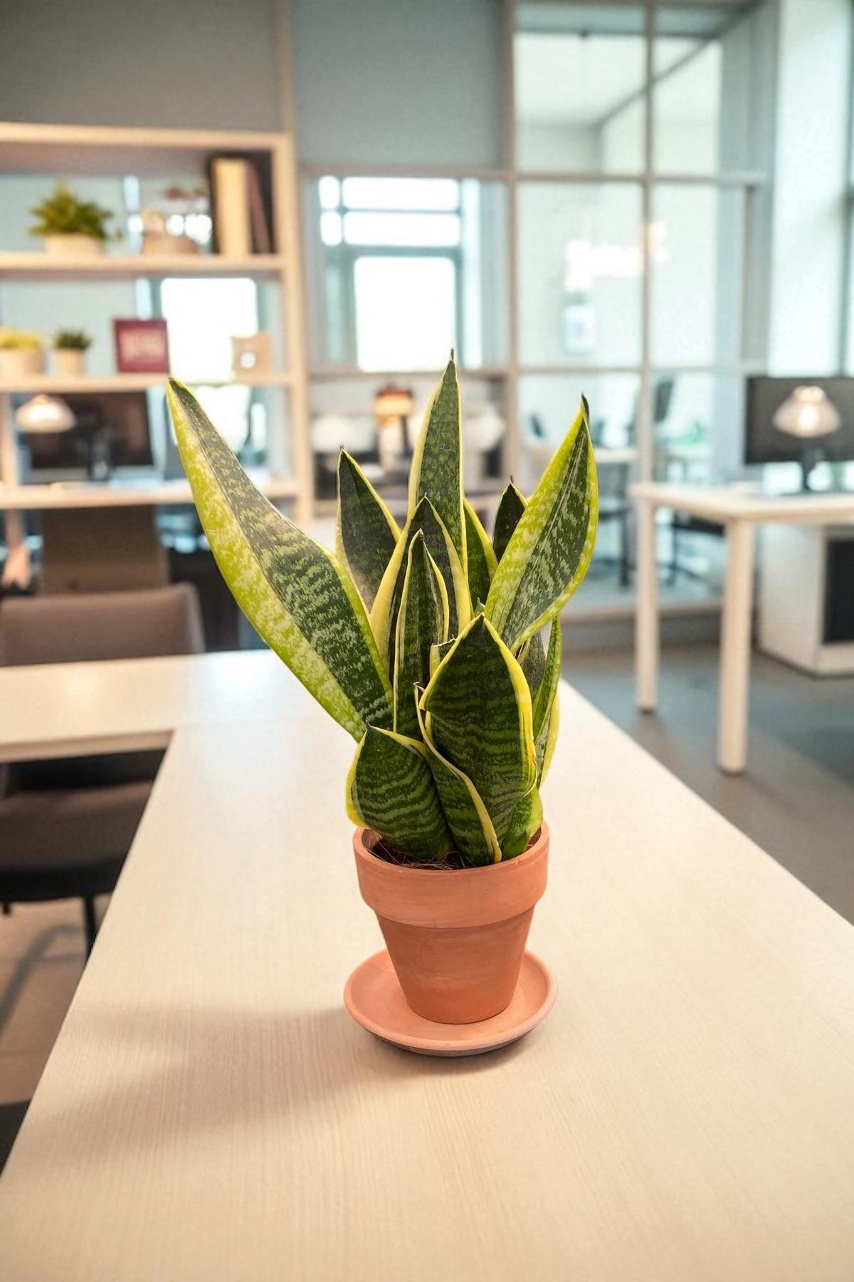 Paşa Kılıcı Sansevieria Trifasciata Bodur