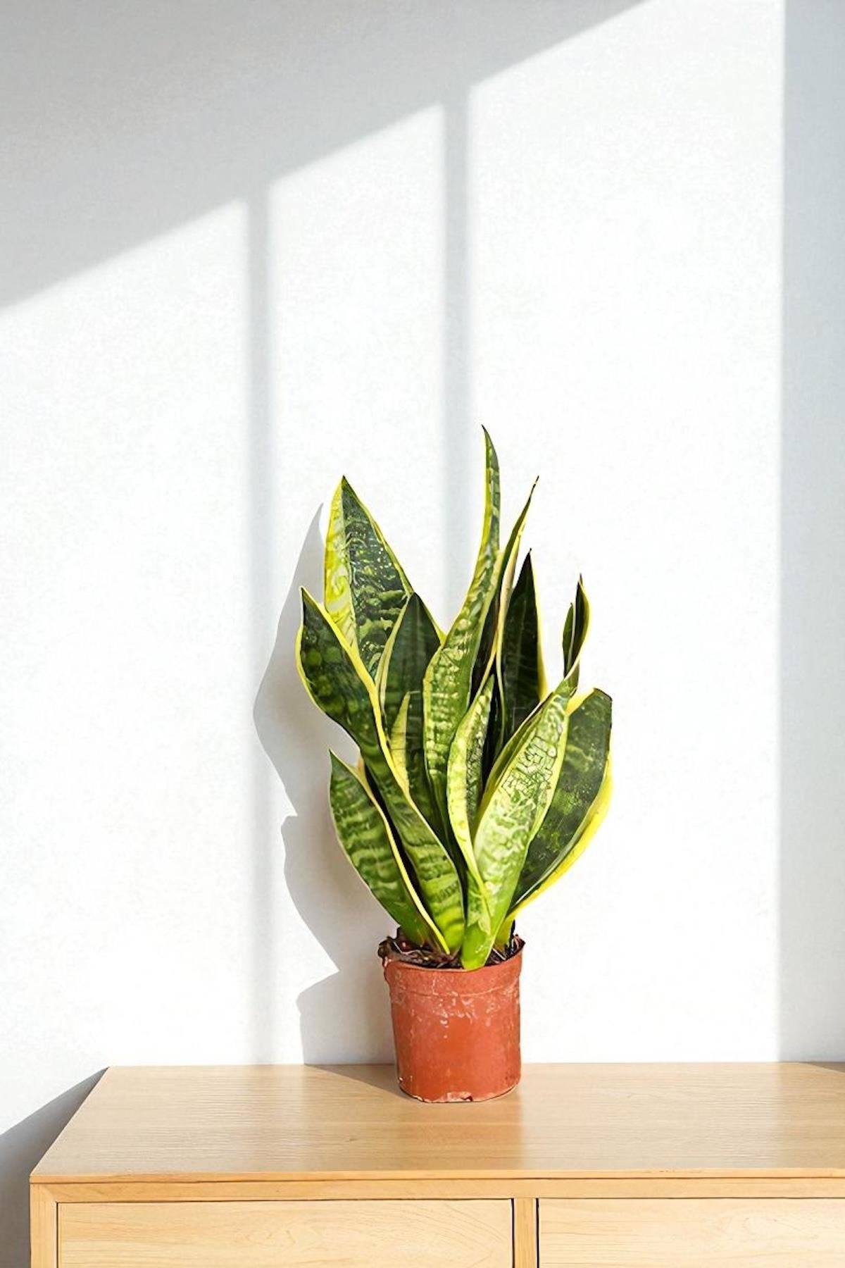 Paşa Kılıcı Sansevieria Trifasciata Bodur