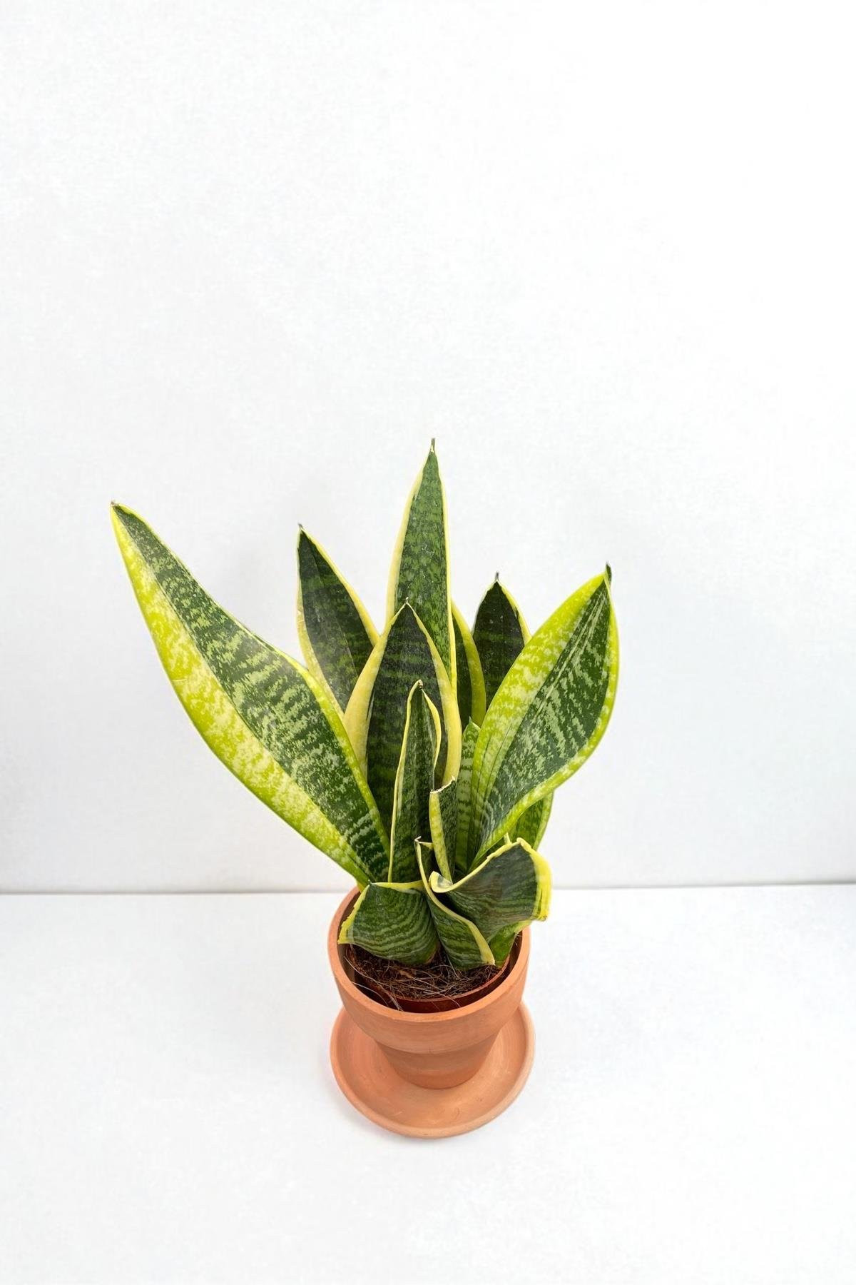 Paşa Kılıcı Sansevieria Trifasciata Bodur