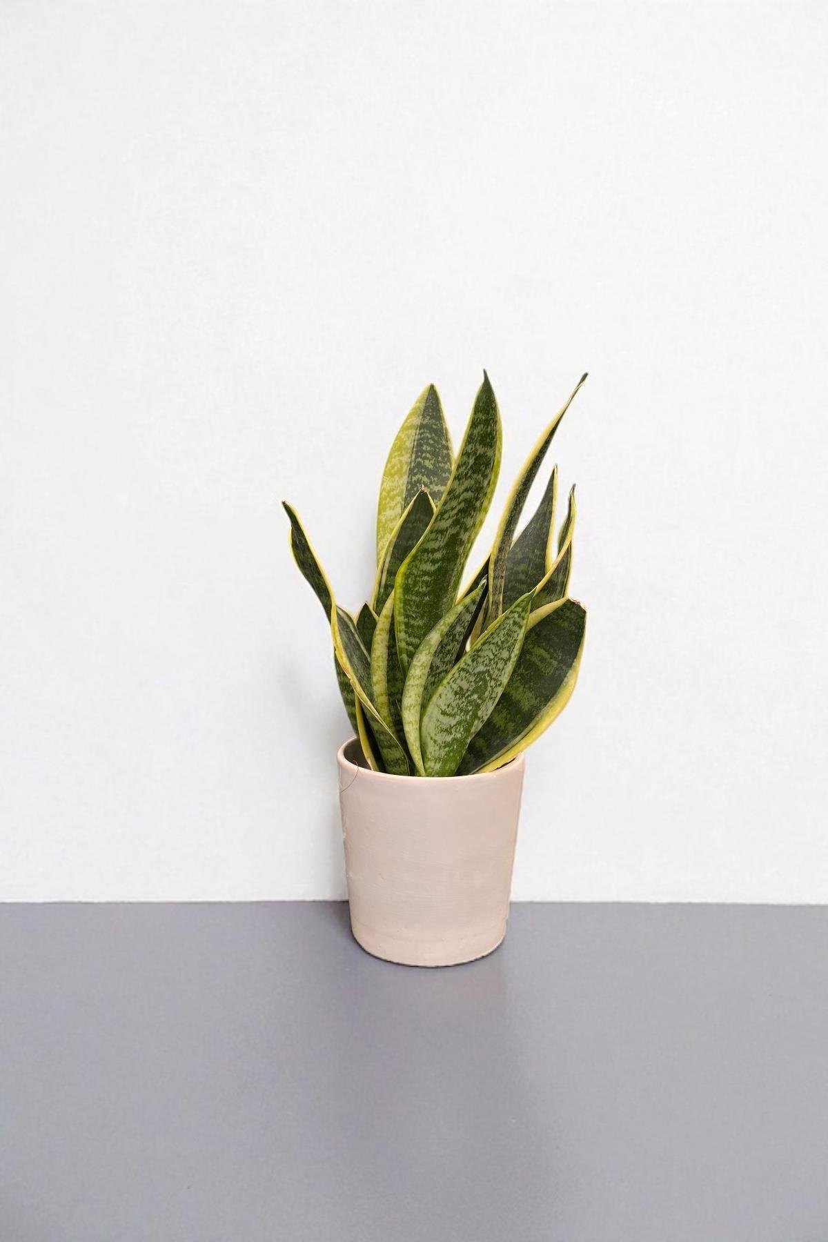 Paşa Kılıcı Sansevieria Trifasciata Bodur