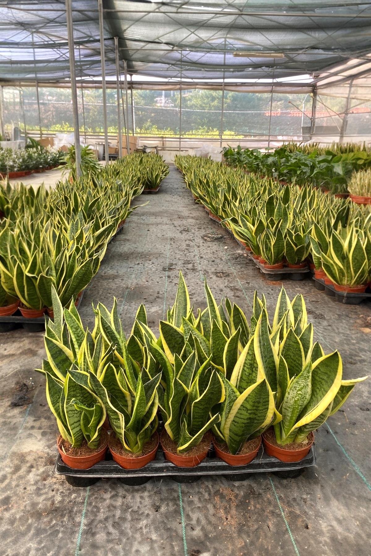 Paşa Kılıcı Sansevieria Trifasciata 
