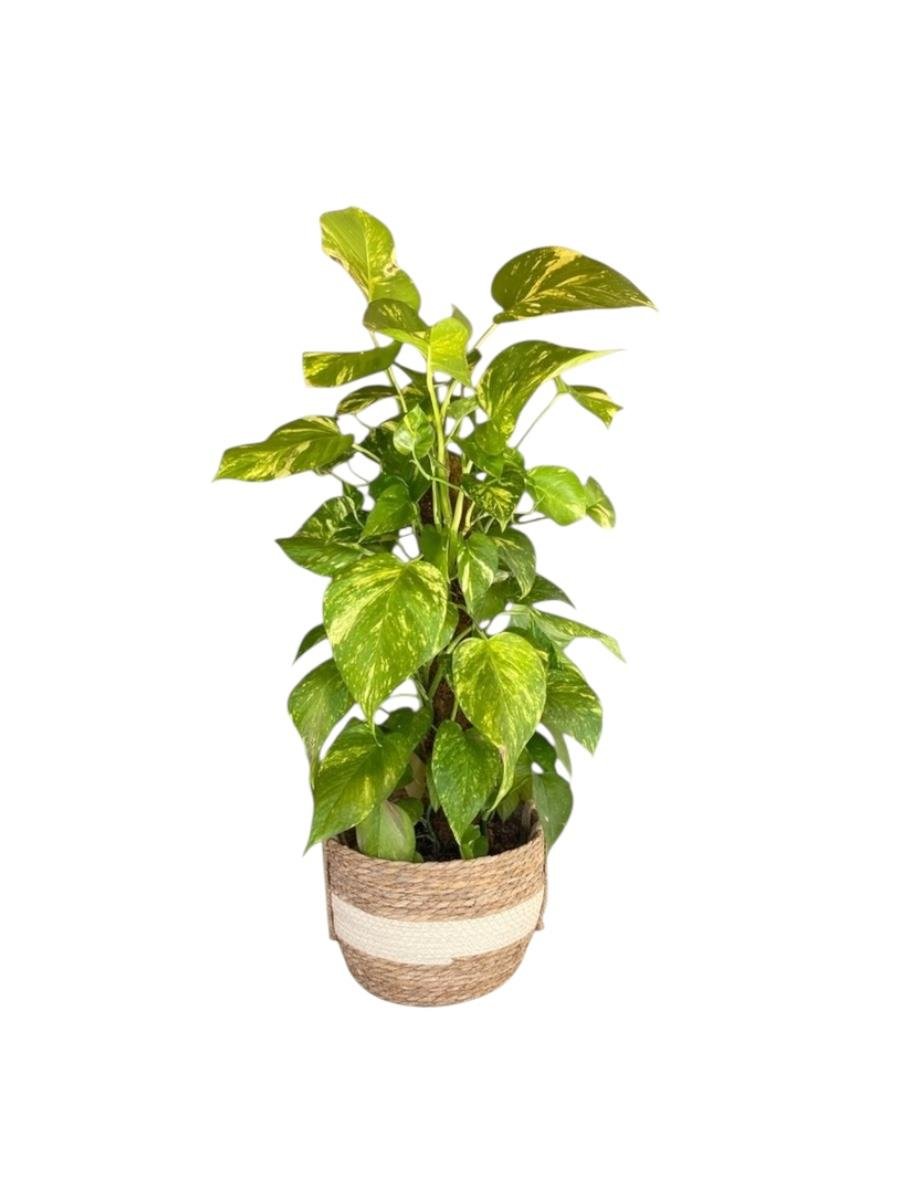 Patos Sarmaşığı Sopalı Yosun Gövdeli 120-130  Cm Pothos Epipremnum Aureum 