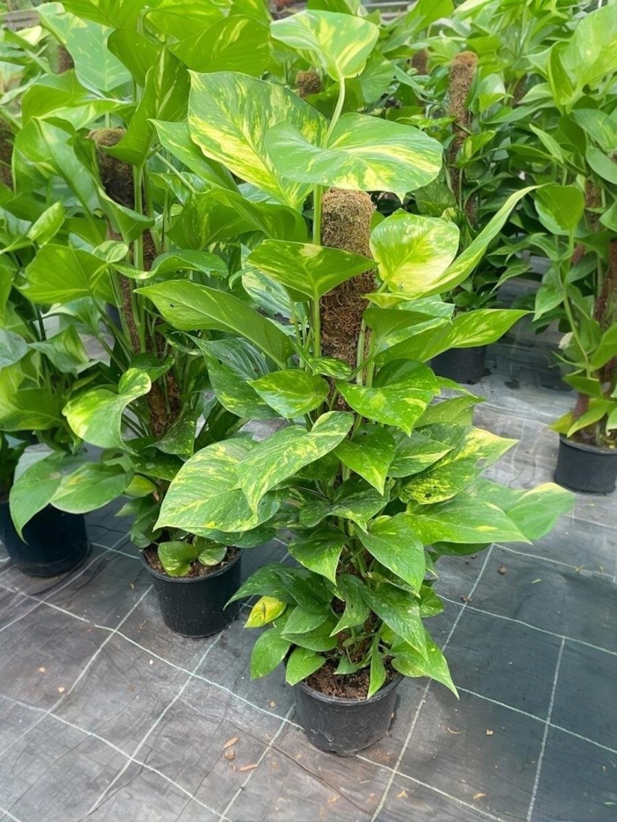 Patos Sarmaşığı Sopalı Yosun Gövdeli 120-130  Cm Pothos Epipremnum Aureum 