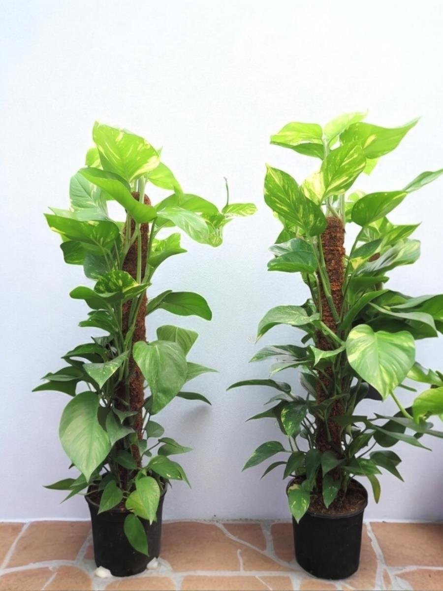 Patos Sarmaşığı Sopalı Yosun Gövdeli 120-130  Cm Pothos Epipremnum Aureum 