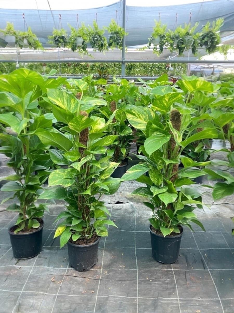 Patos Sarmaşığı Sopalı Yosun Gövdeli 120-130  Cm Pothos Epipremnum Aureum 