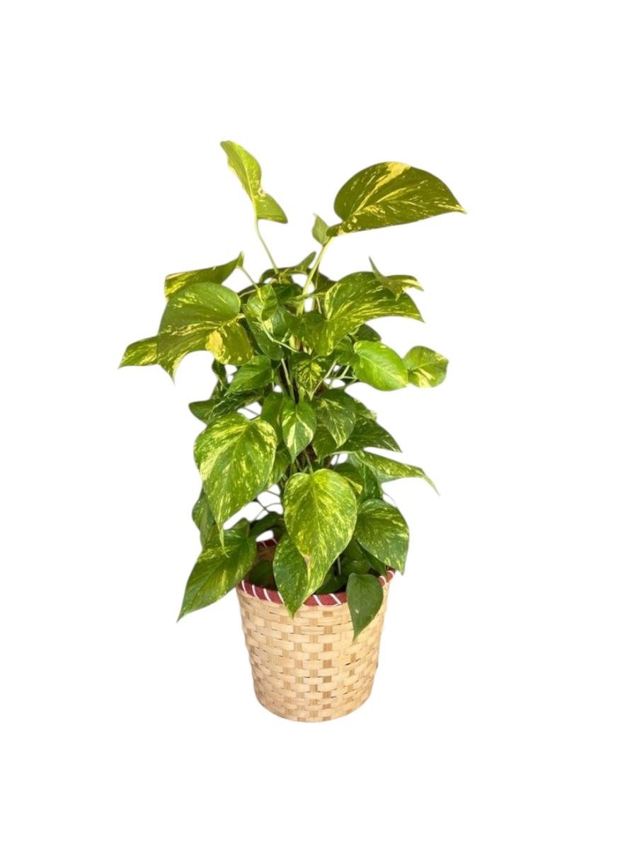Patos Sarmaşığı Sopalı Yosun Gövdeli 120-130  Cm Pothos Epipremnum Aureum 