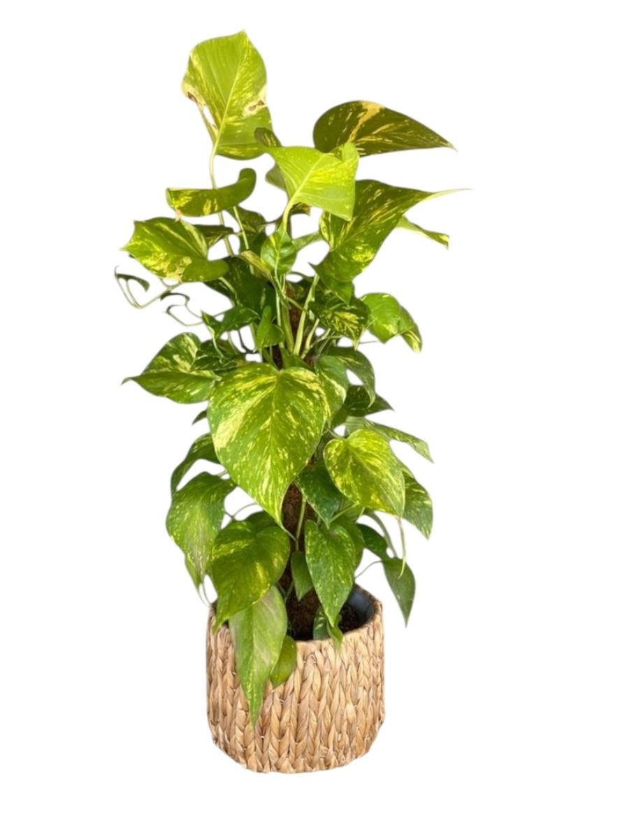 Patos Sarmaşığı Sopalı Yosun Gövdeli 120-130  Cm Pothos Epipremnum Aureum 