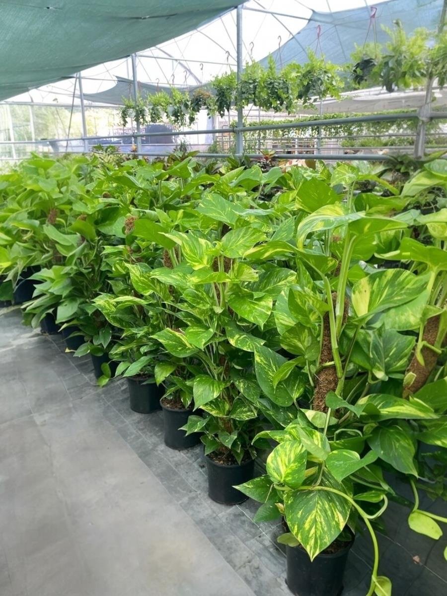 Patos Sarmaşığı Sopalı Yosun Gövdeli 120-130  Cm Pothos Epipremnum Aureum 