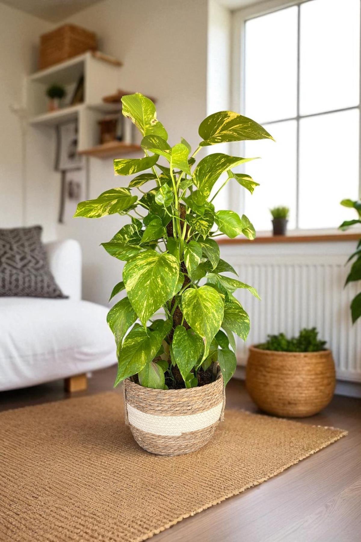 Patos Sarmaşığı Sopalı Yosun Gövdeli 90-100 Cm  Pothos Epipremnum Aureum 
