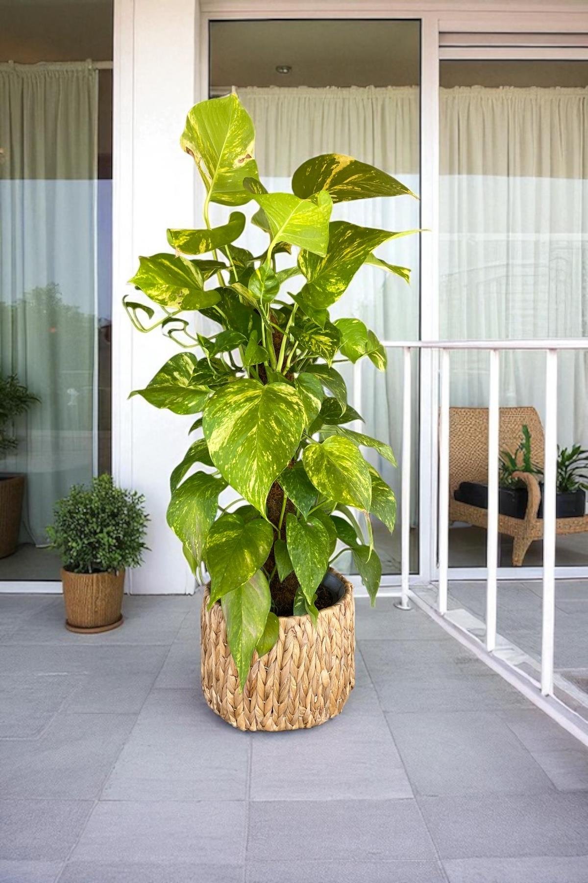 Patos Sarmaşığı Sopalı Yosun Gövdeli 90-100 Cm  Pothos Epipremnum Aureum 