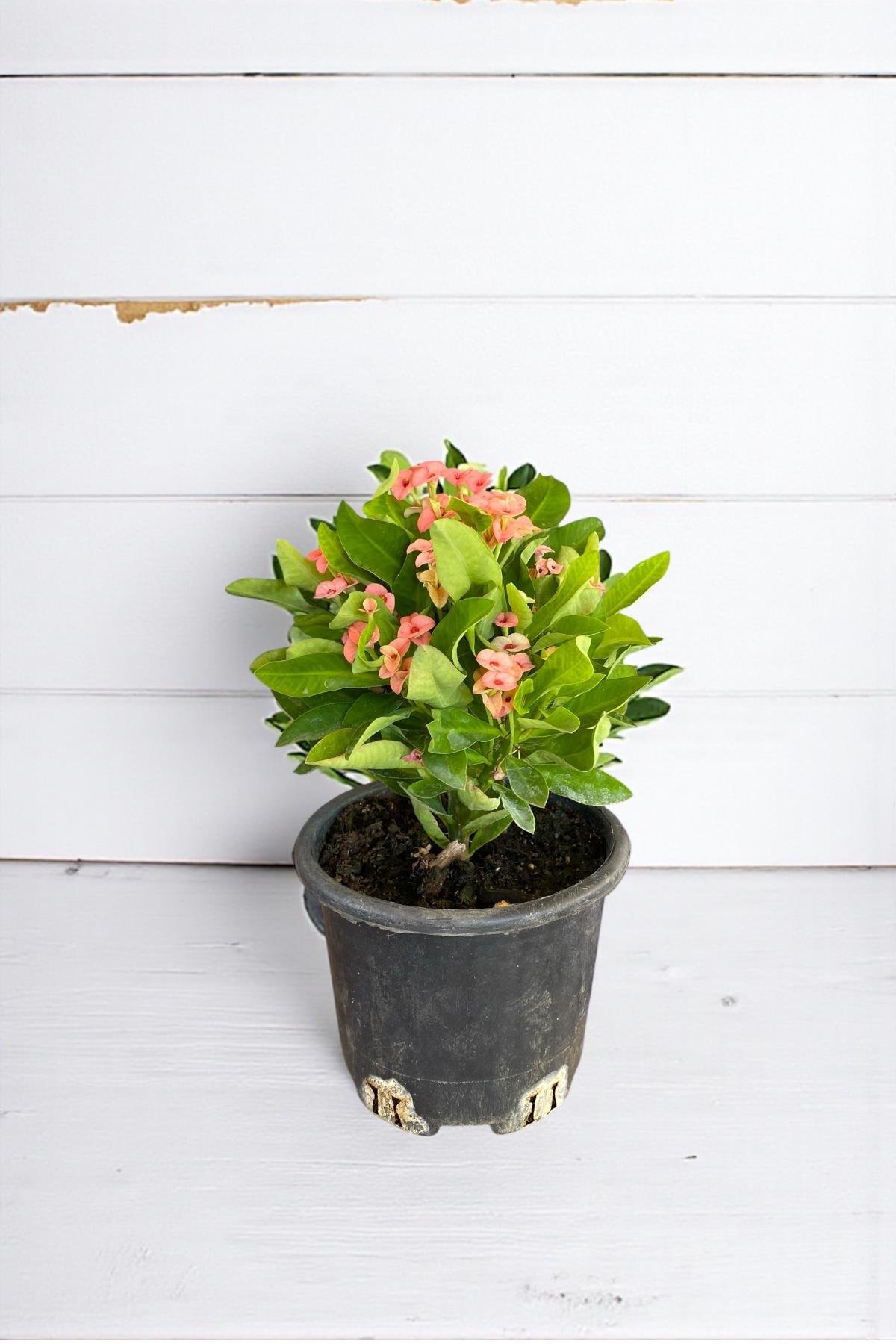 Pembe Euphorbia Milii (Dikenler Tacı) Çiçeği