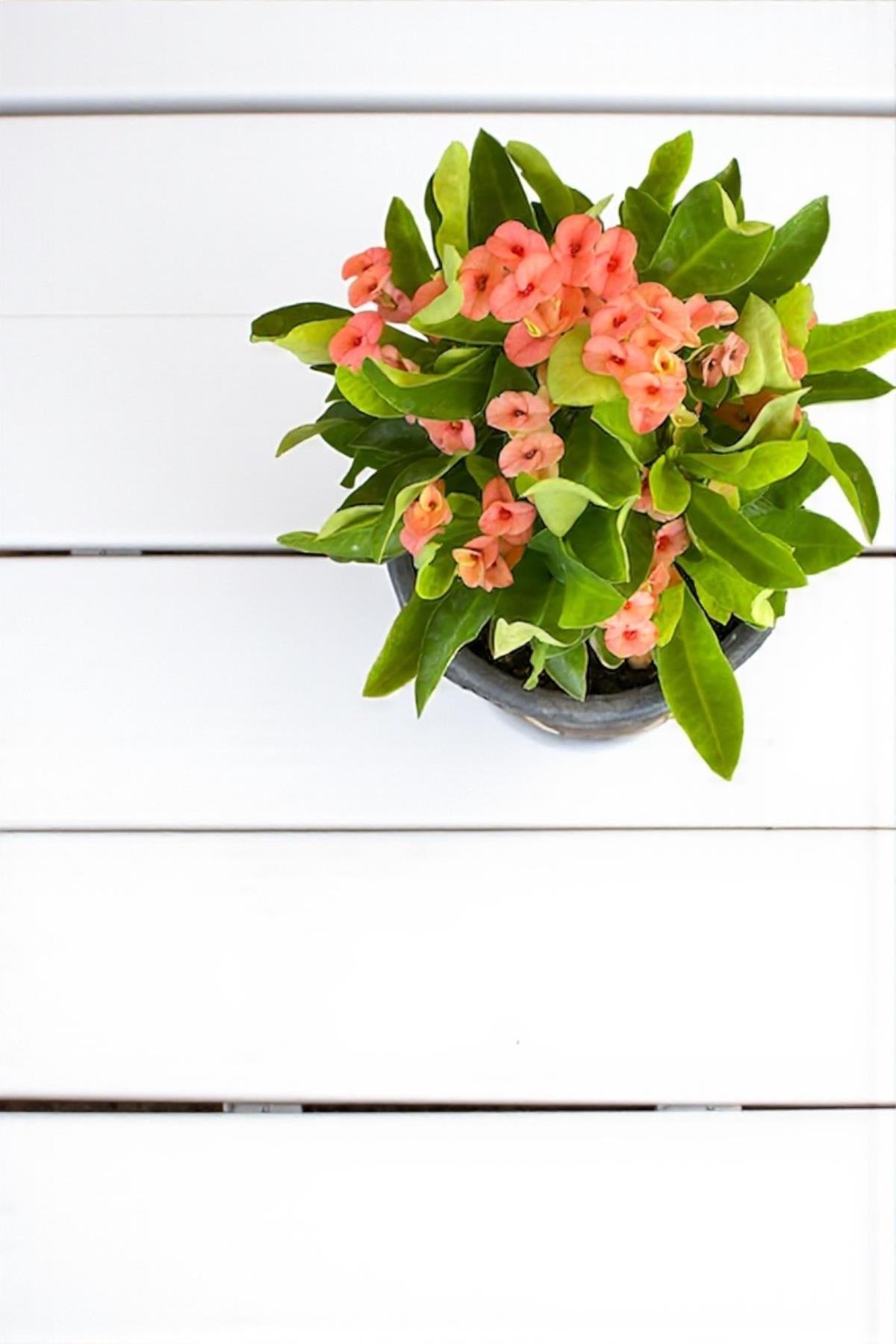 Pembe Euphorbia Milii (Dikenler Tacı) Çiçeği