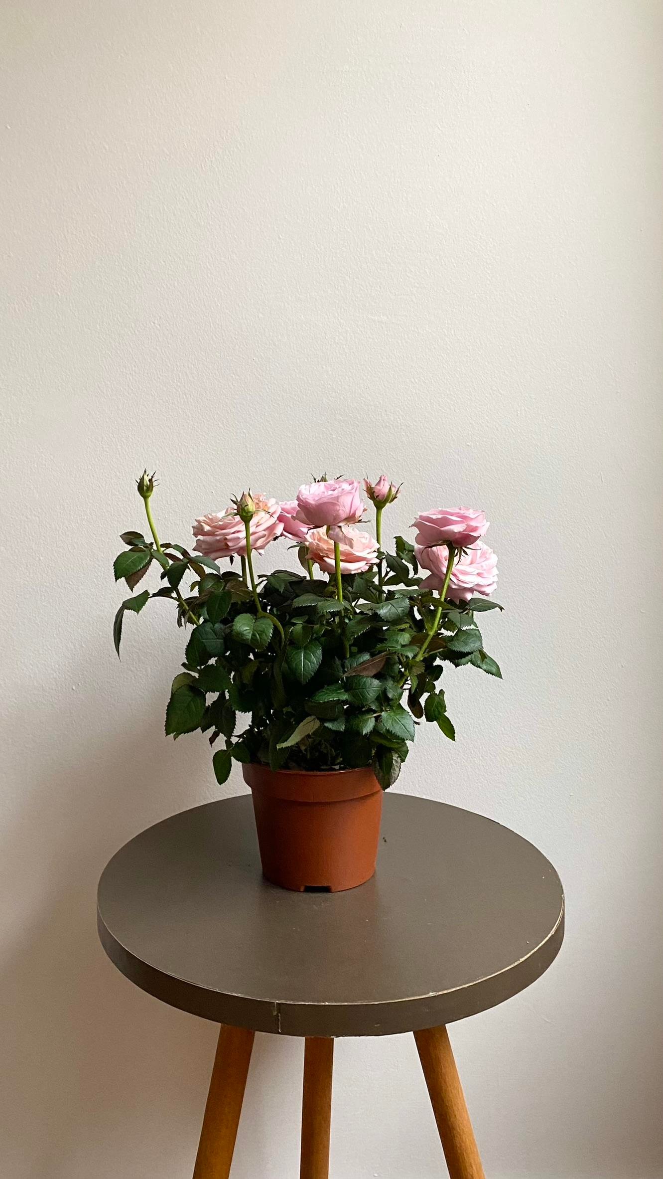 Pembe Gül-Mozart Constanze Rose 