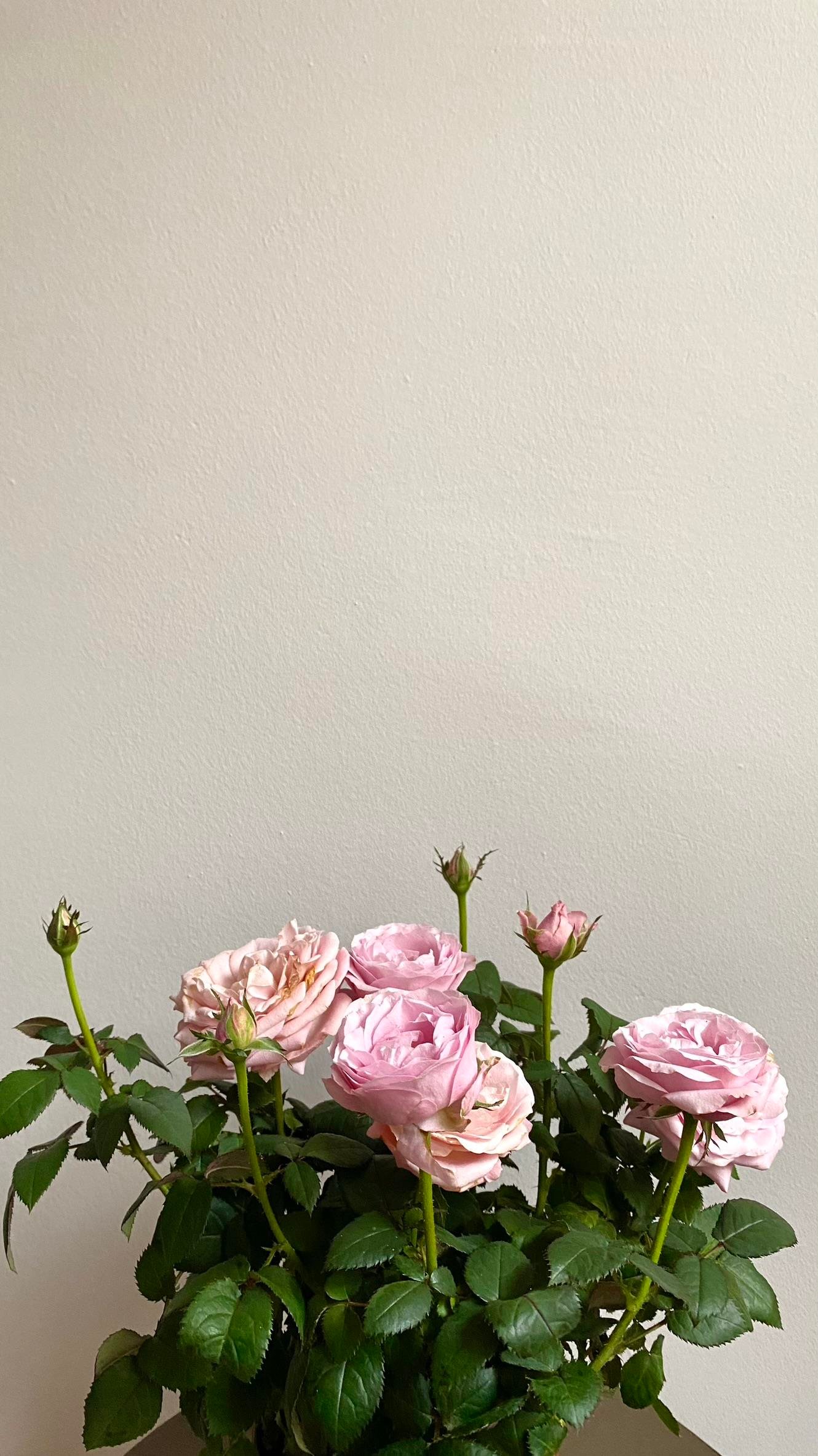 Pembe Gül-Mozart Constanze Rose 