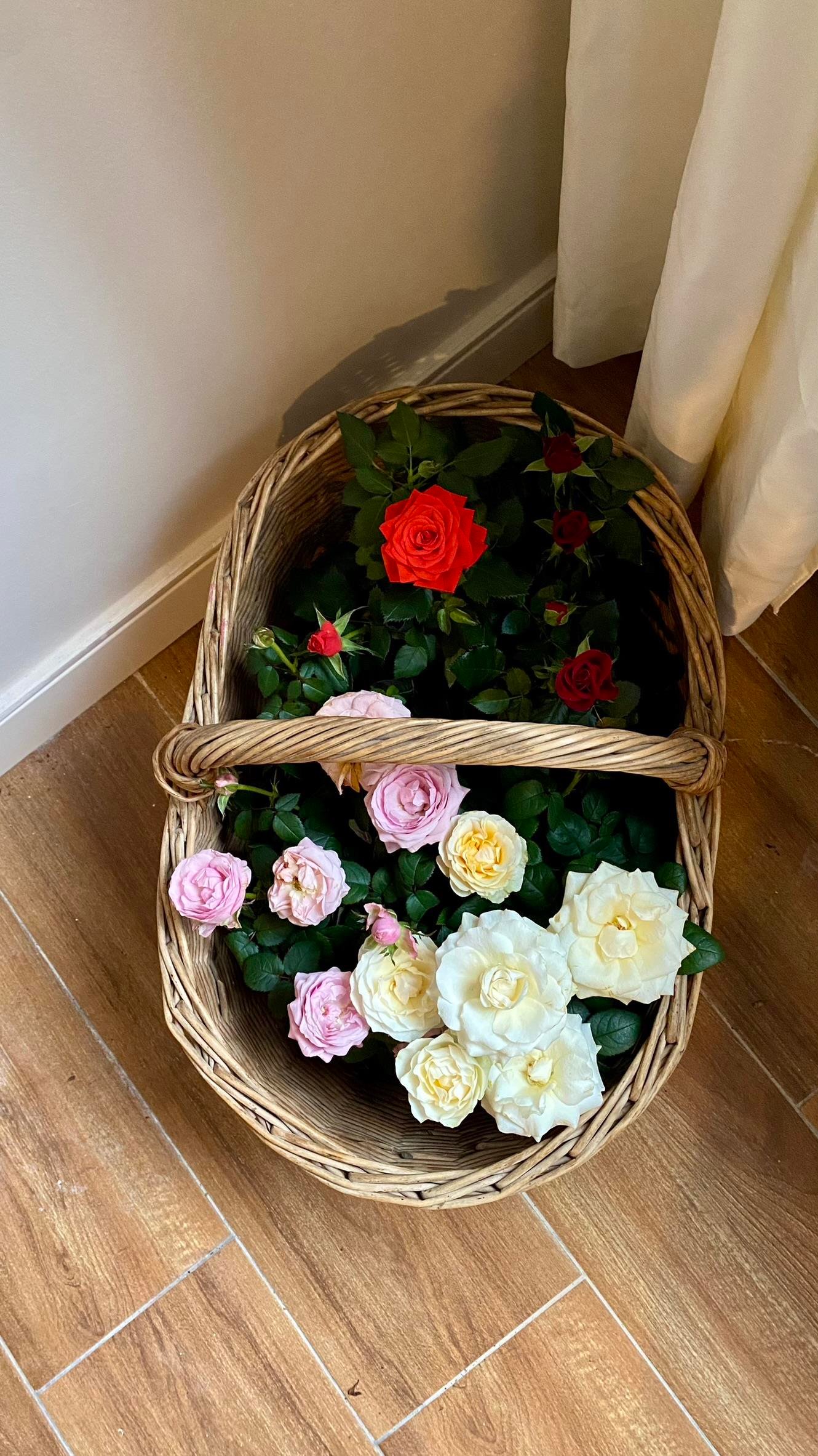 Pembe Gül-Mozart Constanze Rose 