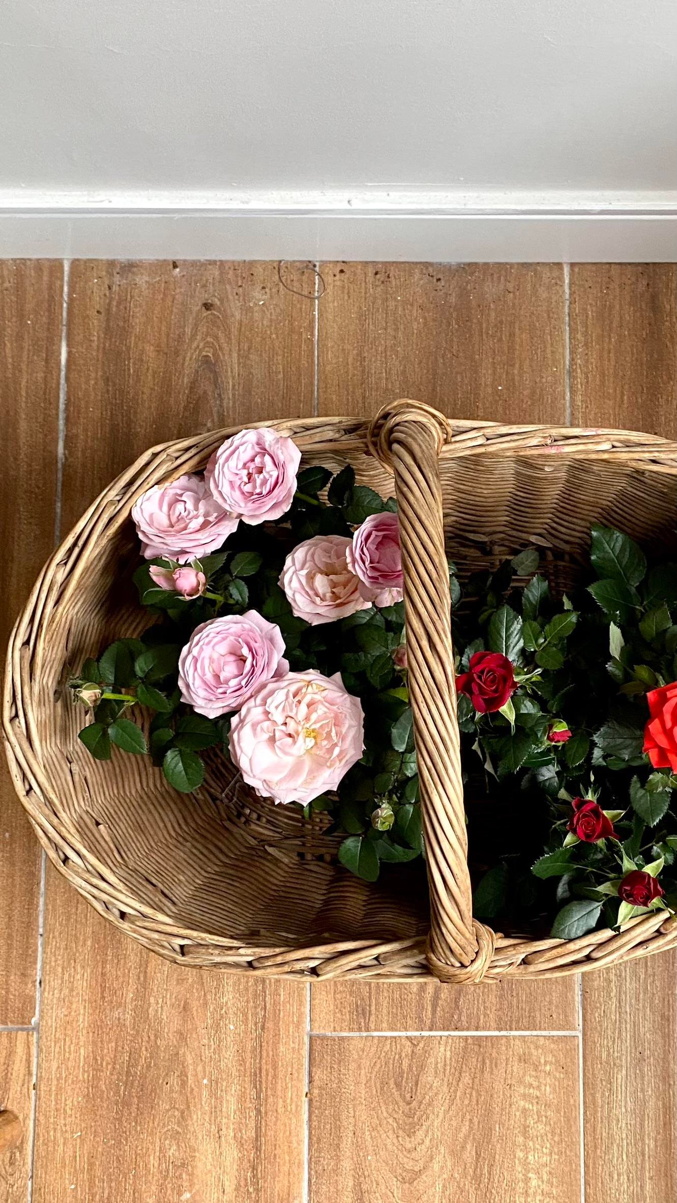 Pembe Gül-Mozart Constanze Rose 