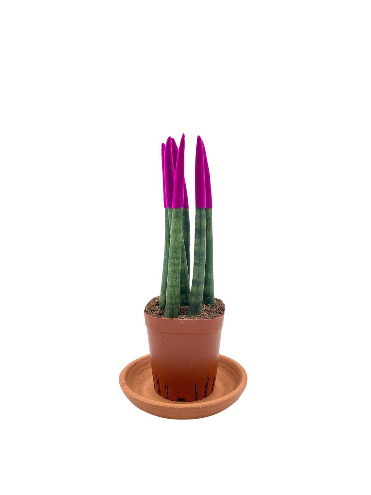 Pembe Kadife Sansevieria Cylindrica (Paşa Kılıcı)