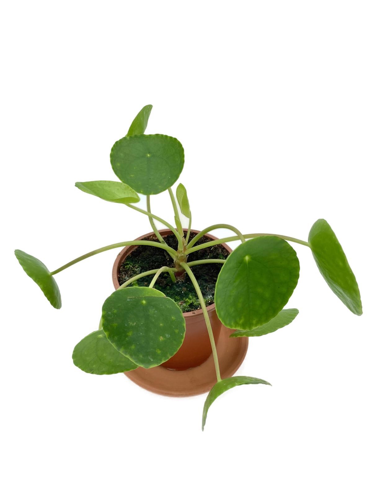 Pilea Peperomioides Çin Para Bitkisi Büyük Boy XL