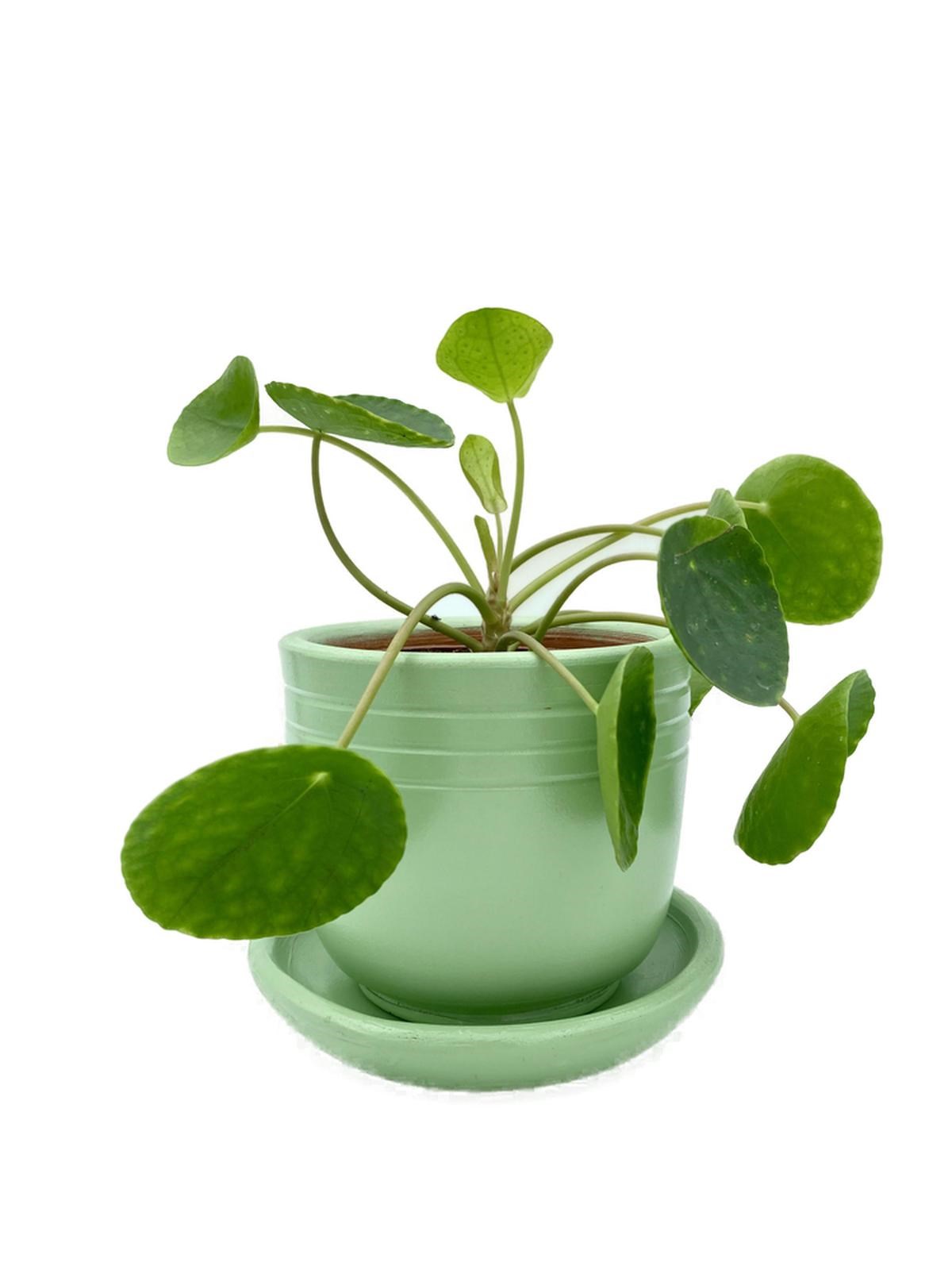 Pilea Peperomioides Çin Para Bitkisi Büyük Boy XL