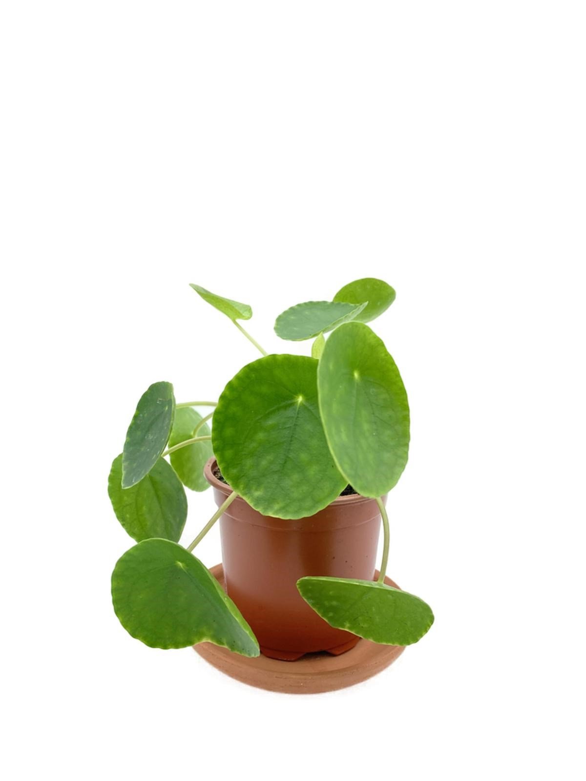 Pilea Peperomioides Çin Para Bitkisi Büyük Boy XL