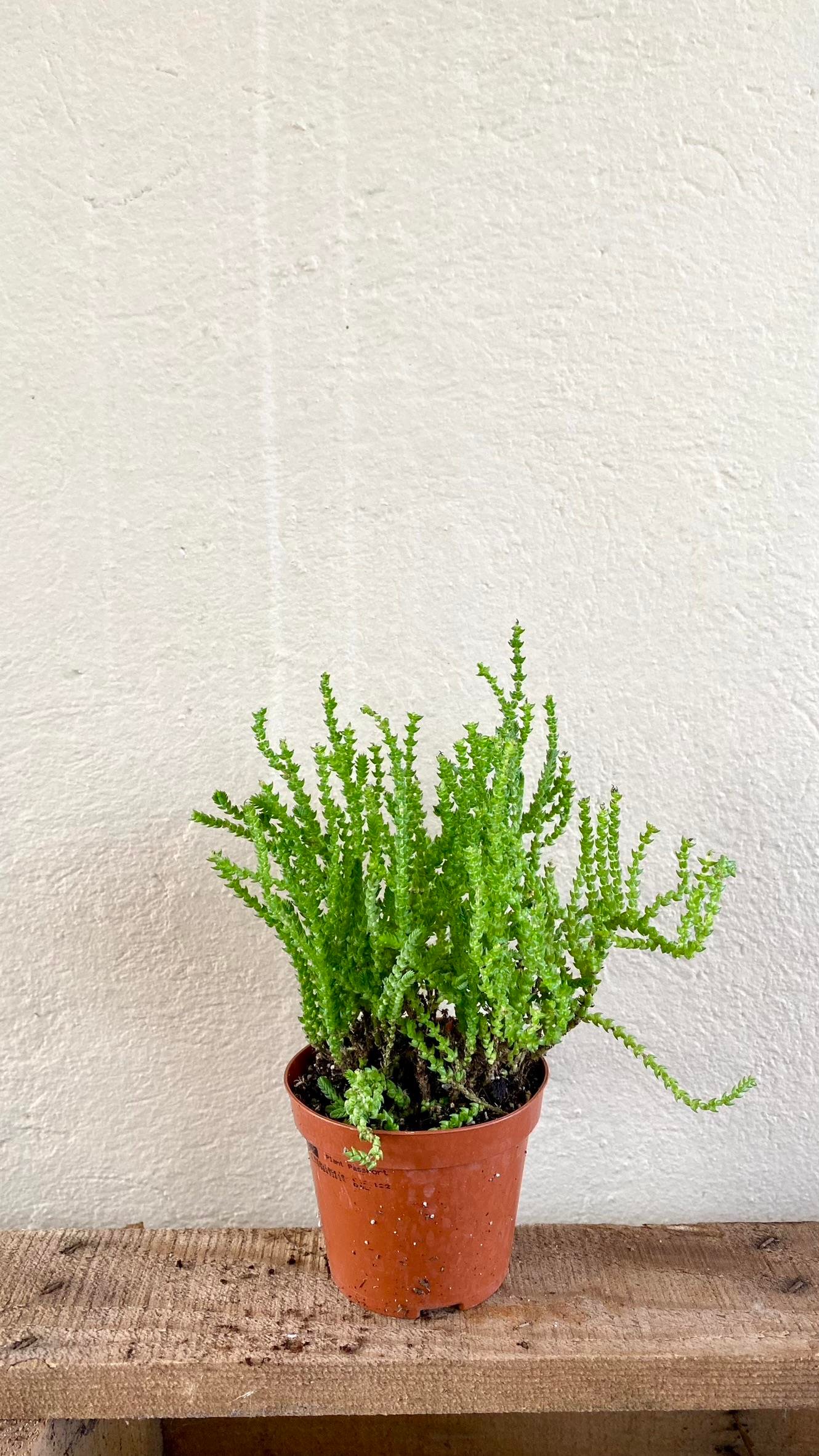 Prenses Çamı 8.5 Crassula Muscosa Suculent