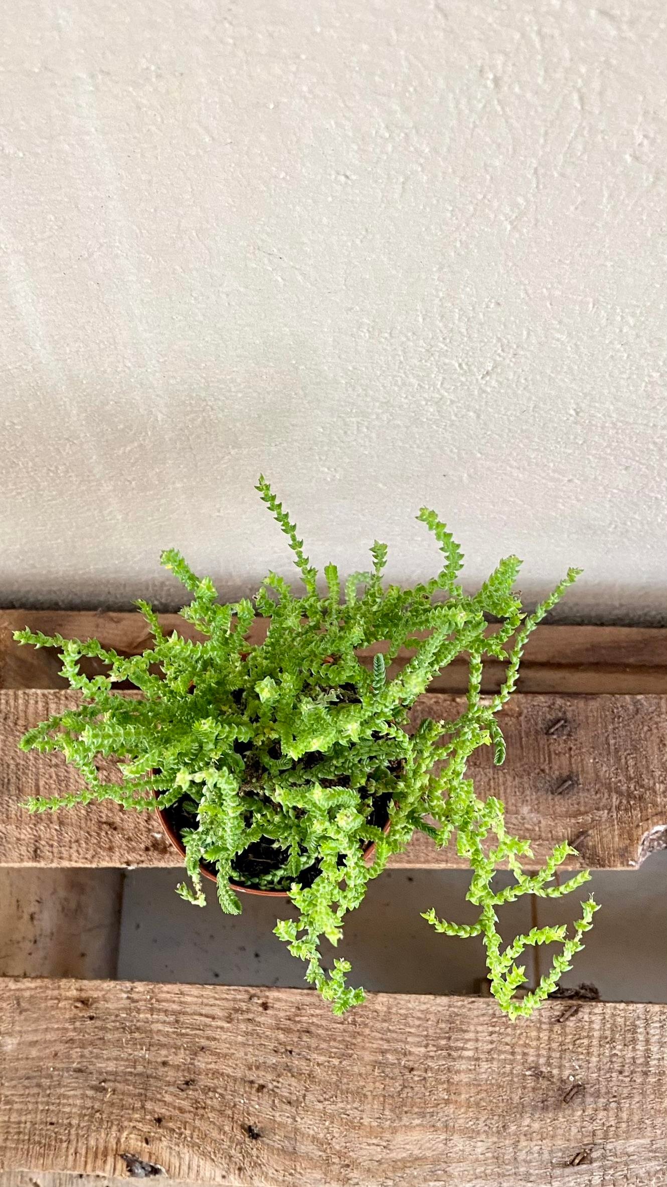 Prenses Çamı 8.5 Crassula Muscosa Suculent