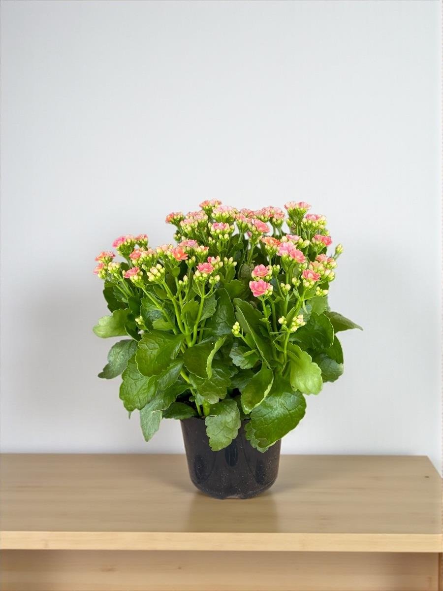 Renkli Kalanşo Seti – 3 Büyük Saksı Kalanchoe Emel Hanım Çiçeği (İthal)