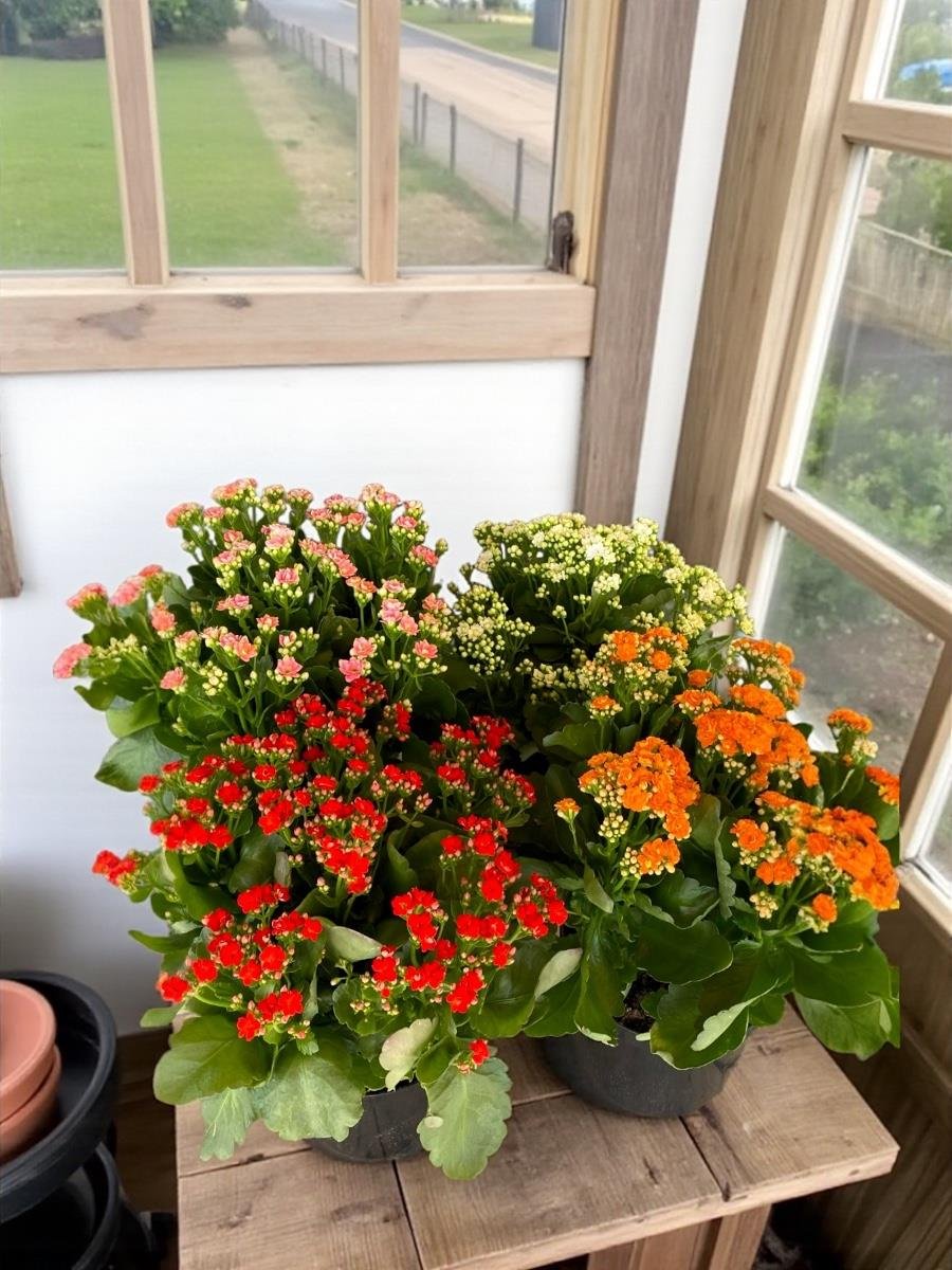 Renkli Kalanşo Seti – 3 Büyük Saksı Kalanchoe Emel Hanım Çiçeği (İthal)