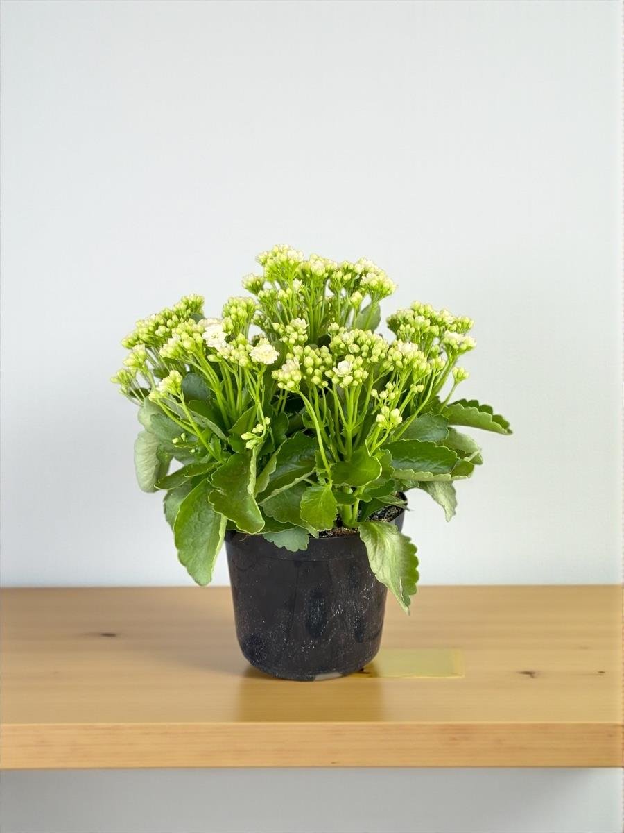 Renkli Kalanşo Seti – 3 Büyük Saksı Kalanchoe Emel Hanım Çiçeği (İthal)