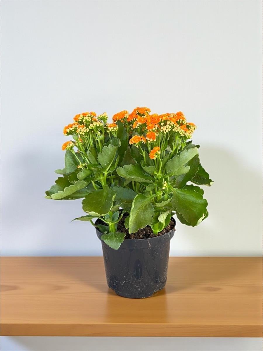 Renkli Kalanşo Seti – 3 Büyük Saksı Kalanchoe Emel Hanım Çiçeği (İthal)