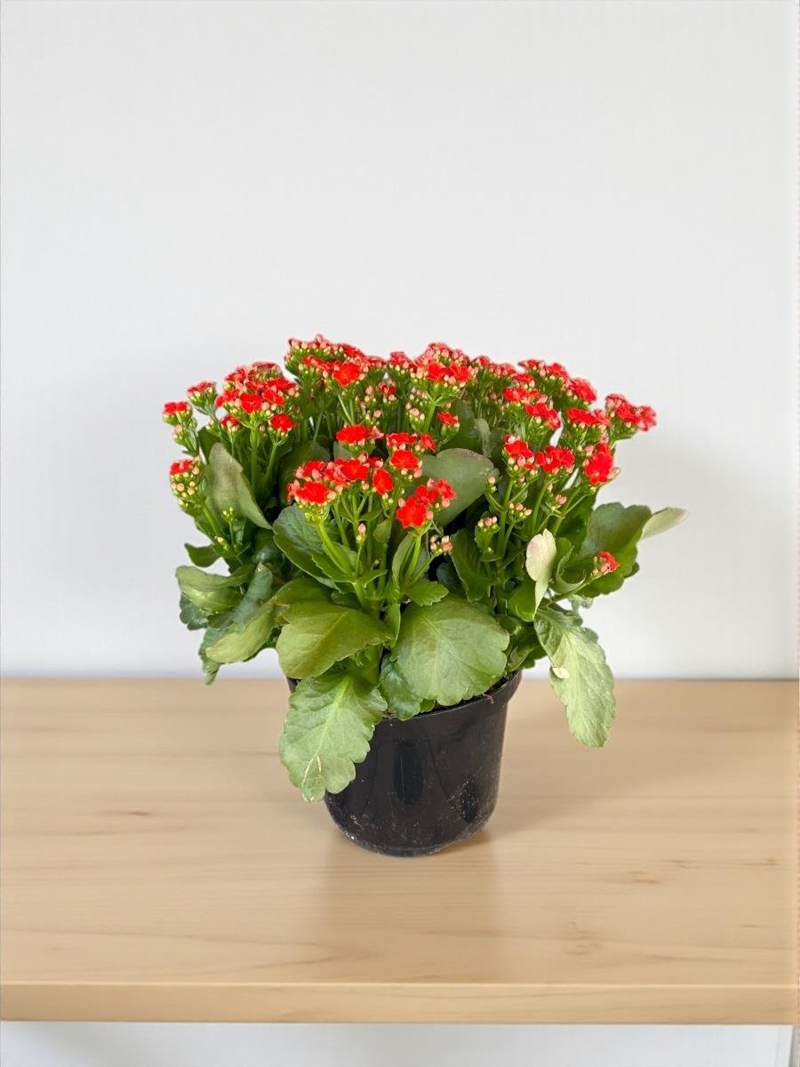 Renkli Kalanşo Seti – 3 Büyük Saksı Kalanchoe Emel Hanım Çiçeği (İthal)