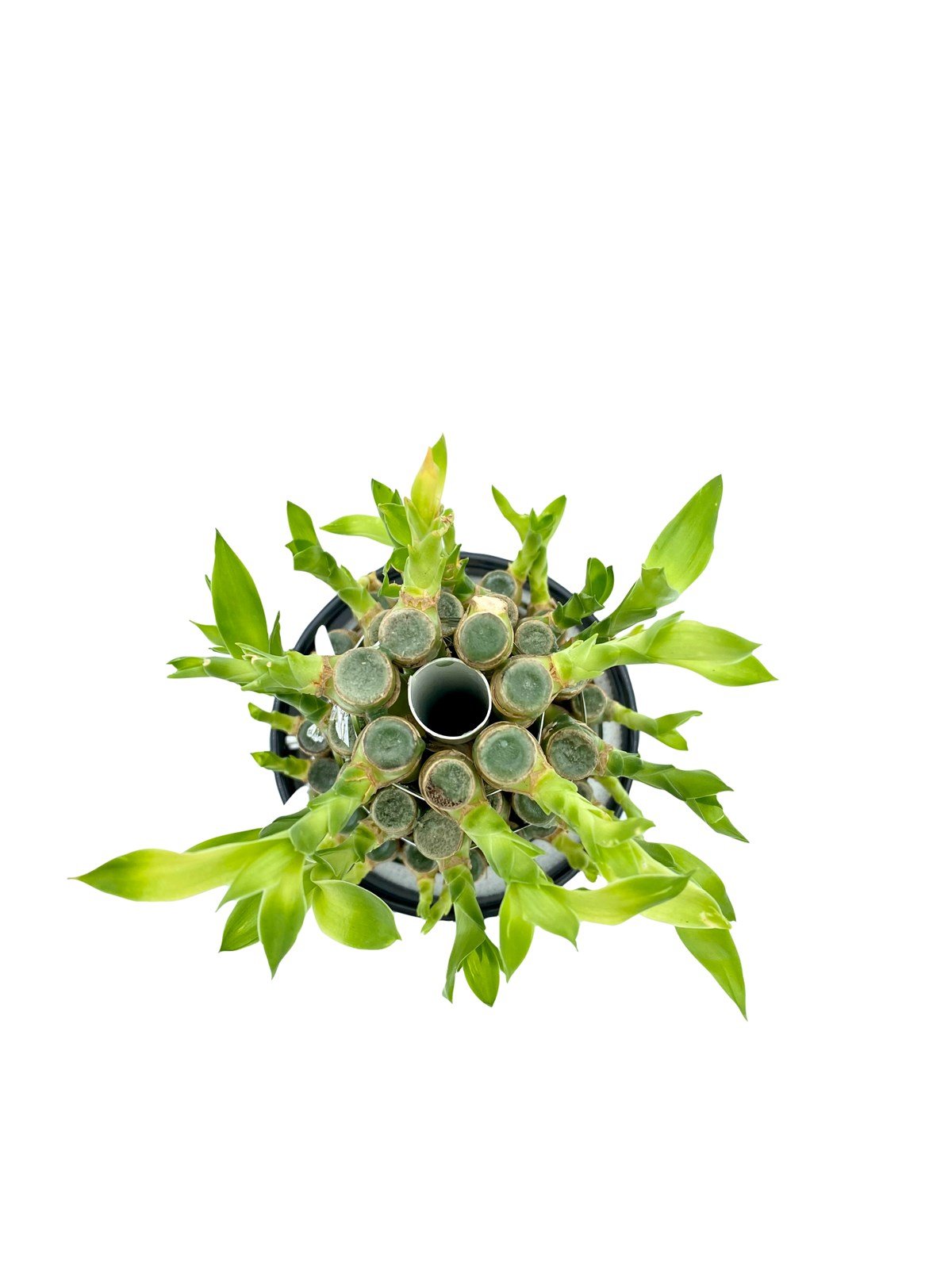 Saksılı Şans Bambusu