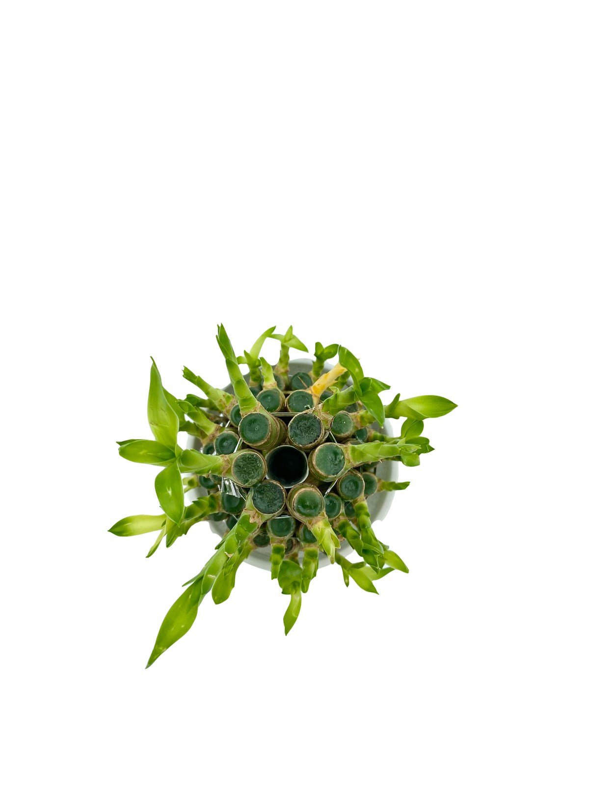 Saksılı Şans Bambusu