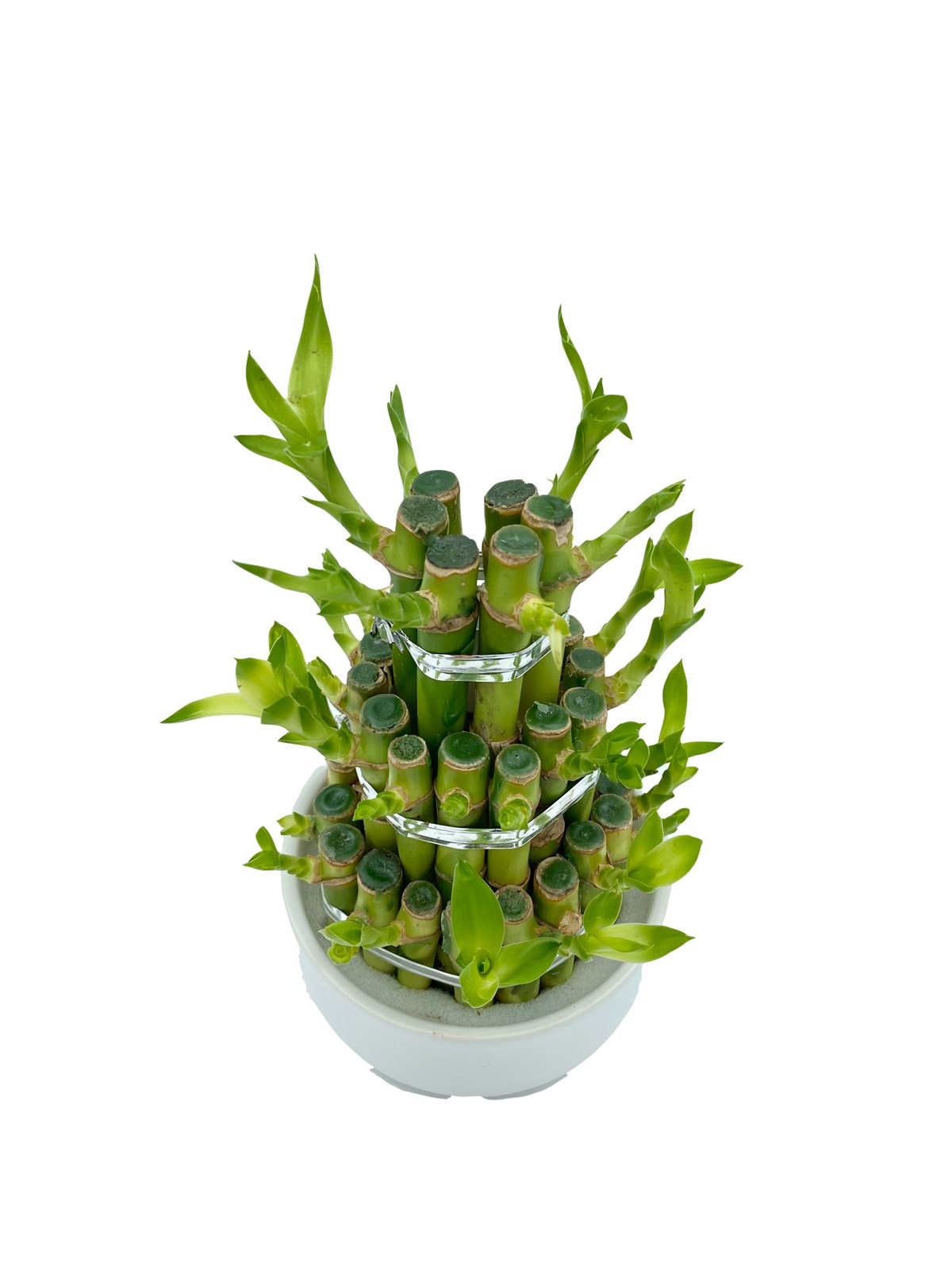 Saksılı Şans Bambusu