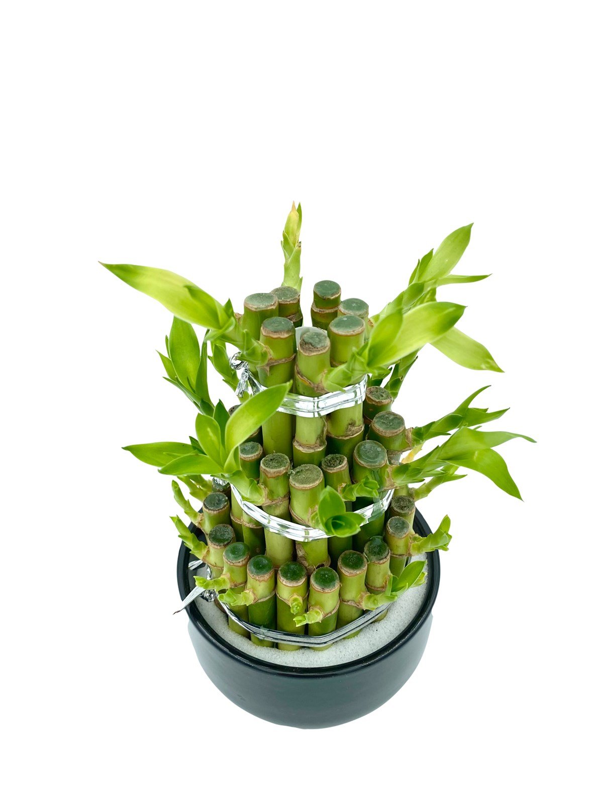 Saksılı Şans Bambusu